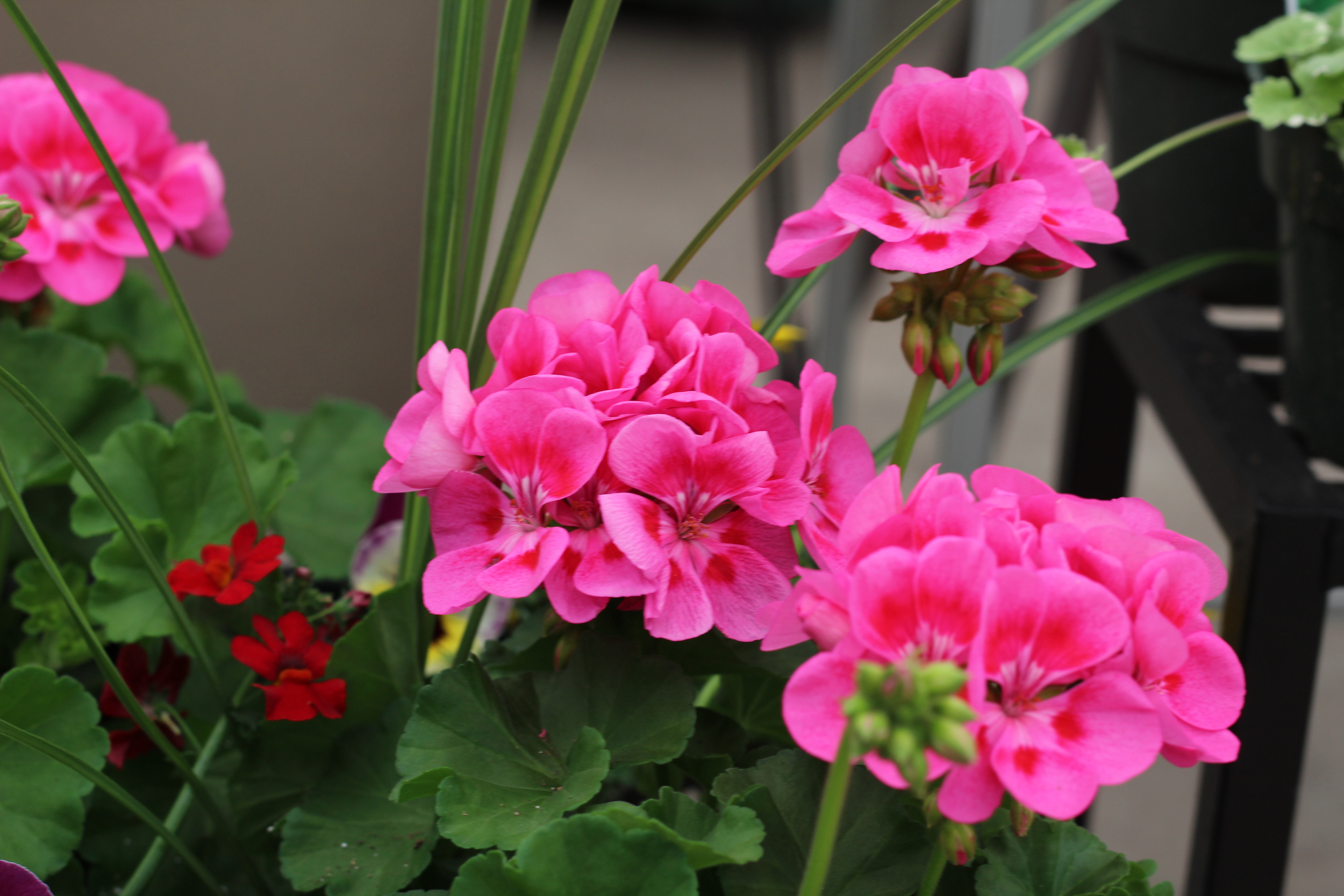 Geraniums come in a variety of colours and are a great medium height container plant for your sunny yard. 