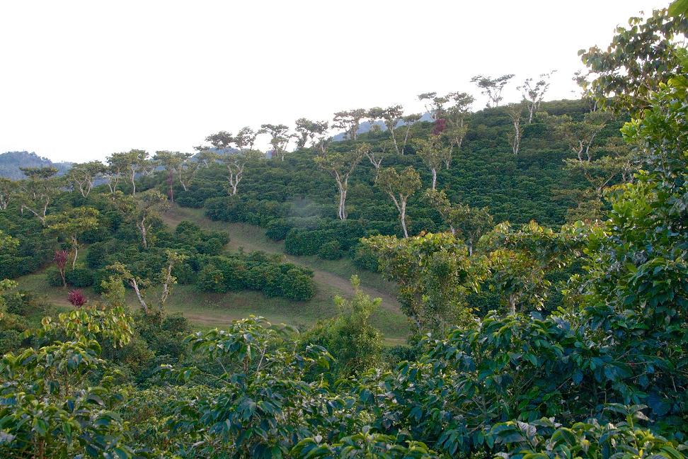 Finca Rosario de Fátima. Photo courtesy of InterAmerican Coffee