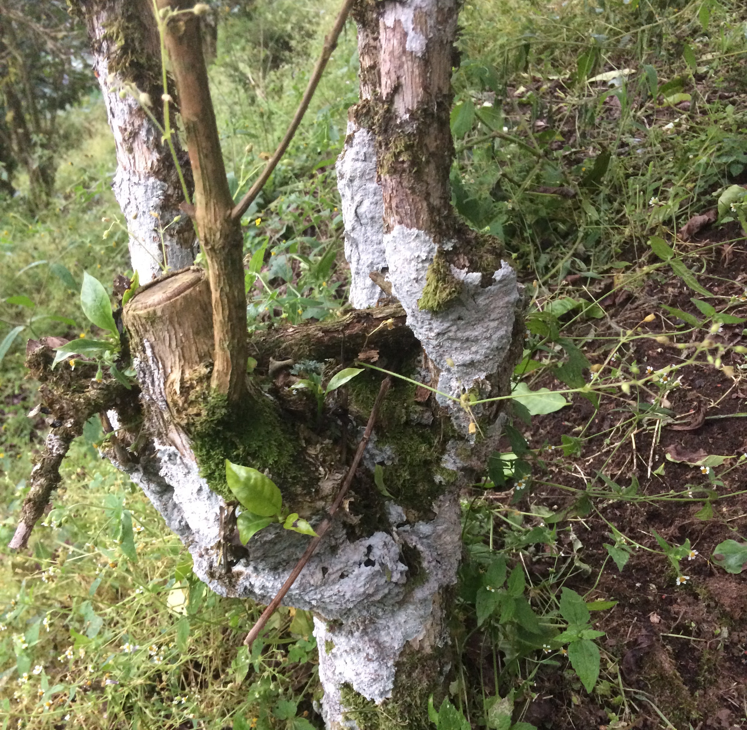 Lichen-covered trunk of one of the farm’s 60-year old Bourbon trees.