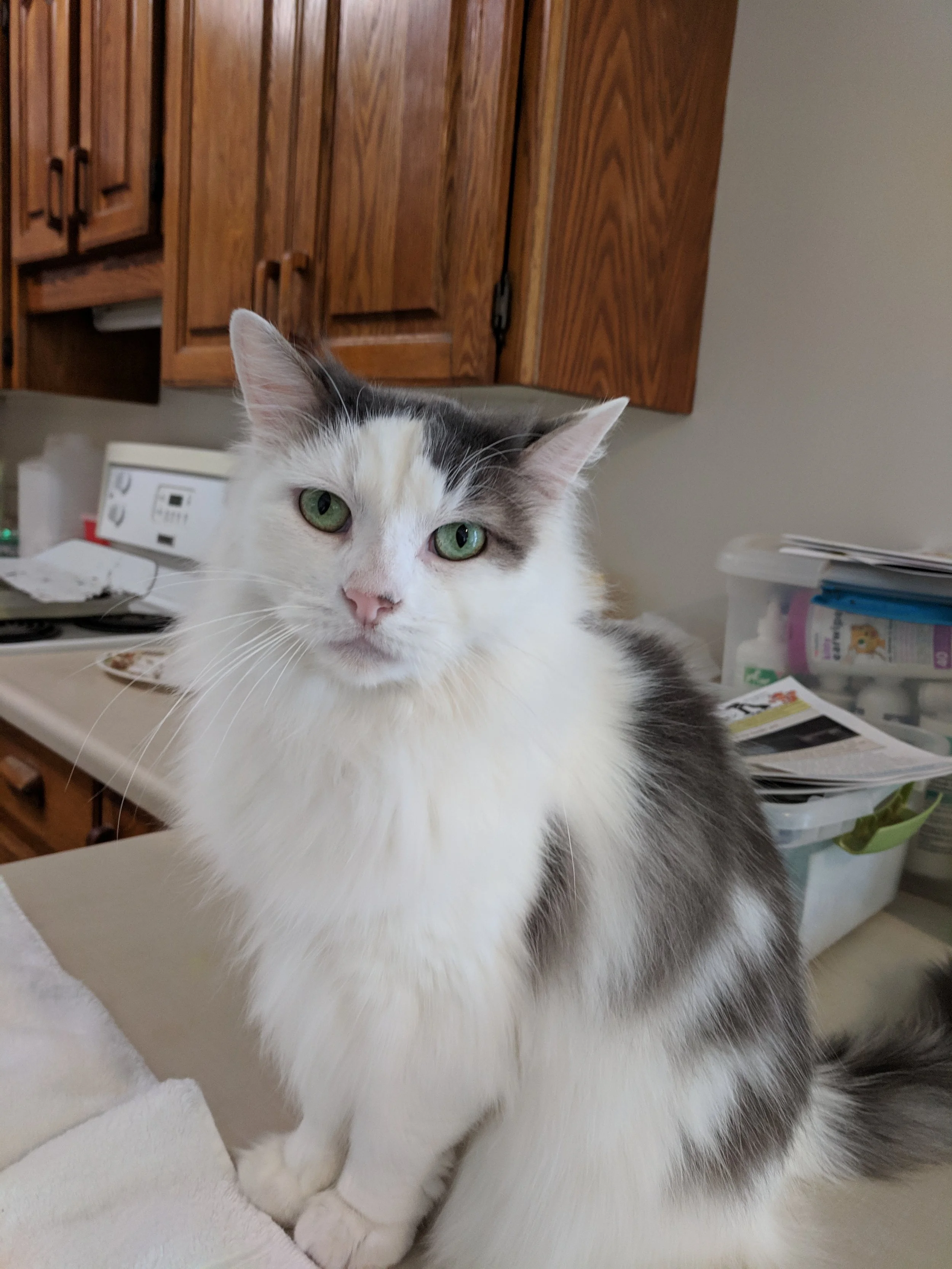 Princess Peter Kitty