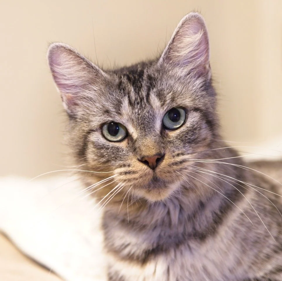 Big Whiskers