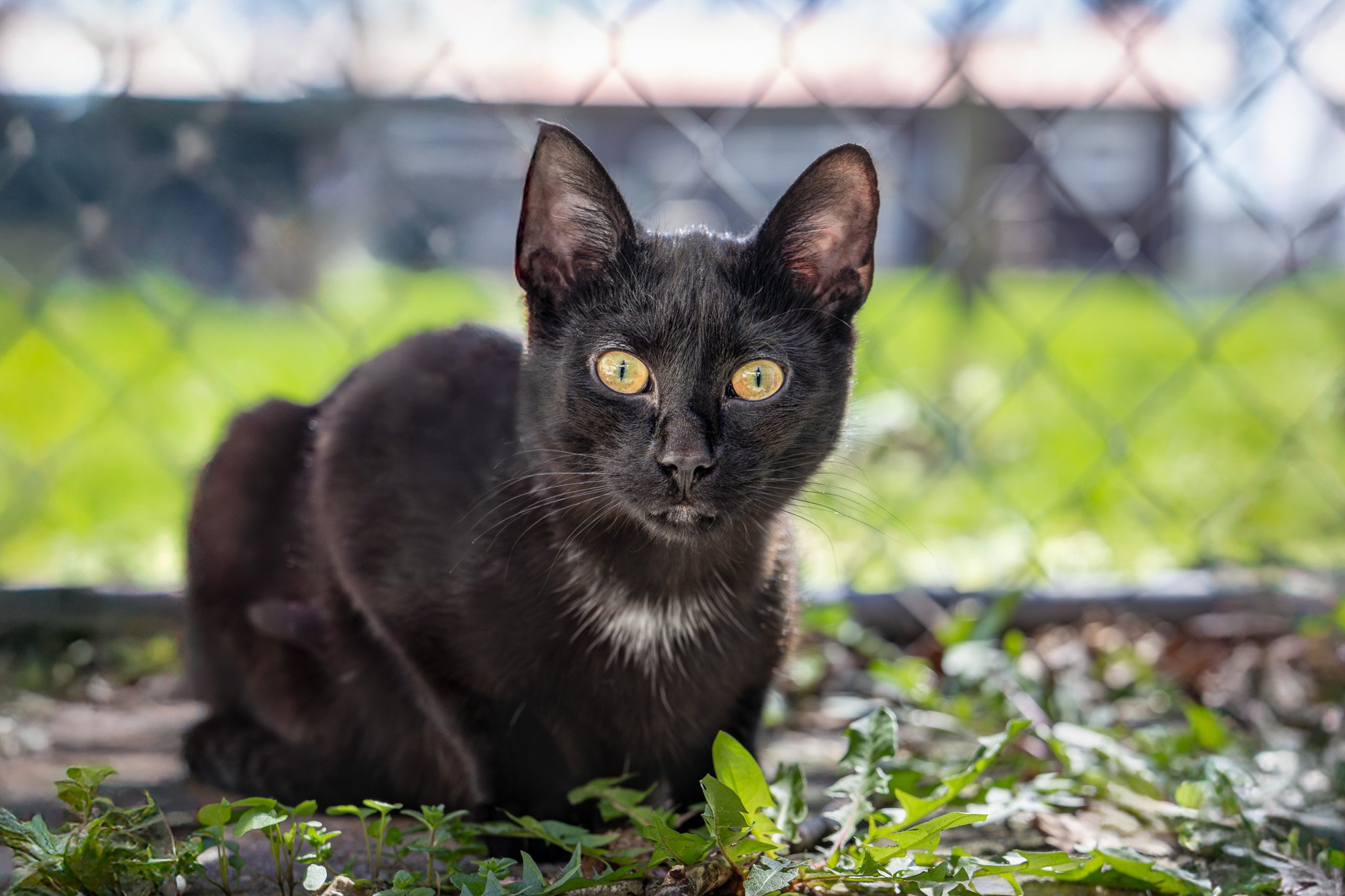 Sammy Shadow