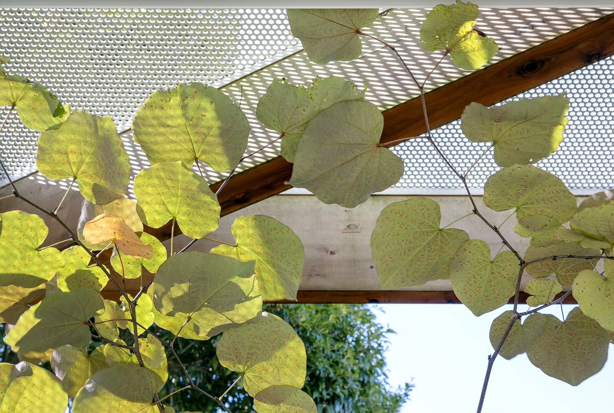 Close-up of heart-shaped foliage growing through the home's perforated steel shading screen