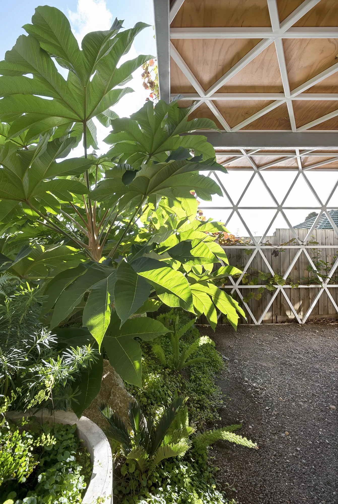 Large tetrapanax leaves in the foreground of a courtyard, framed by the home's triangulated steel garden screen