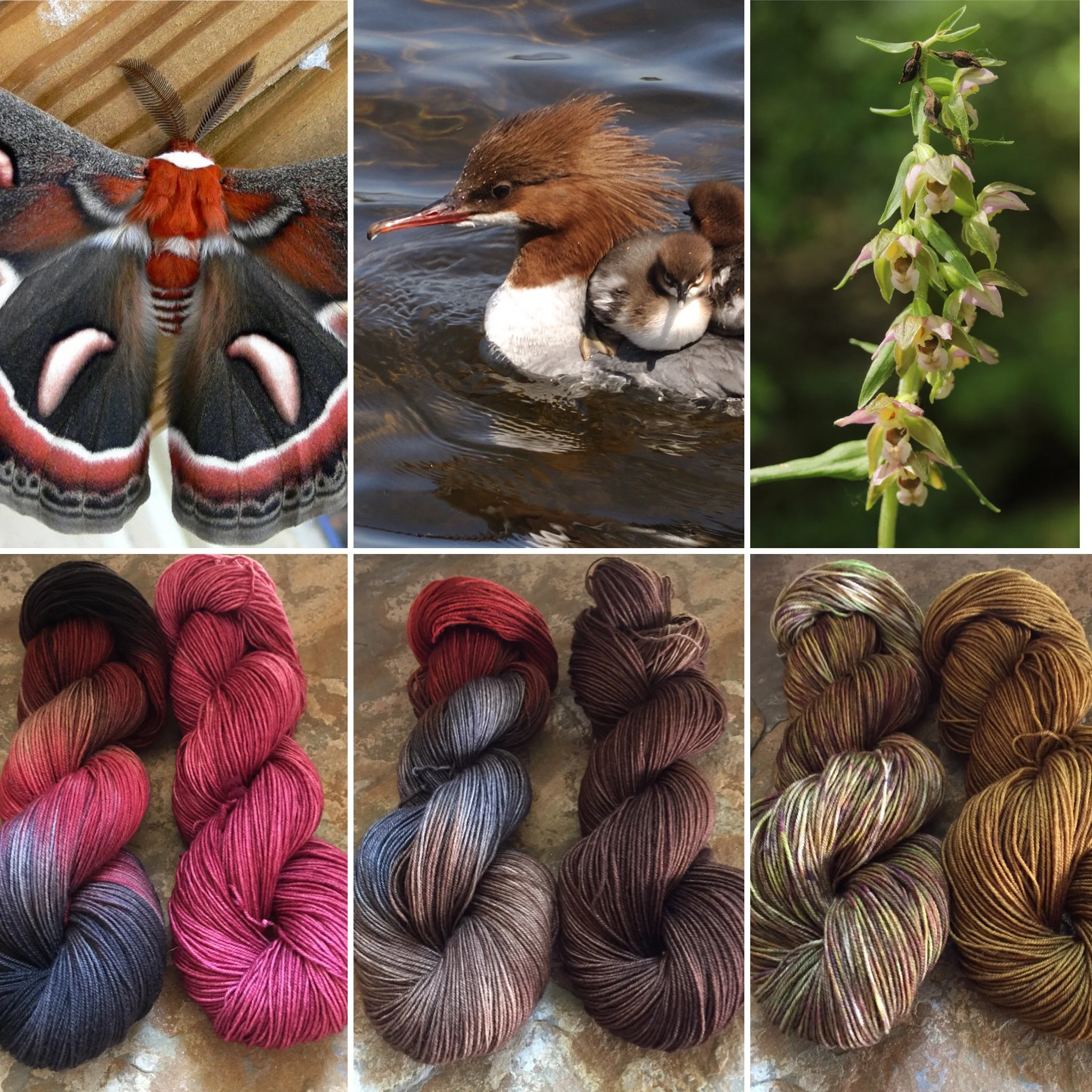 August 2017 Club (left to right) Cecropia Moth & Cecropia Pink, Merganser & Merganser Brown, and Helleborine Orchid and Orchid Green.