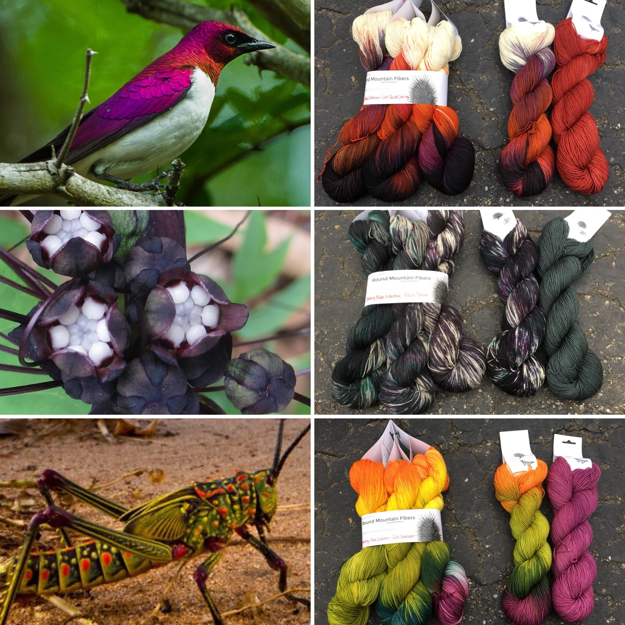 November 2017 Club (top to bottom) Violet Backed Starling & Starling Pink, Black Tacca & Tacca Blue, and Bush Grasshopper & Grasshopper Purple.