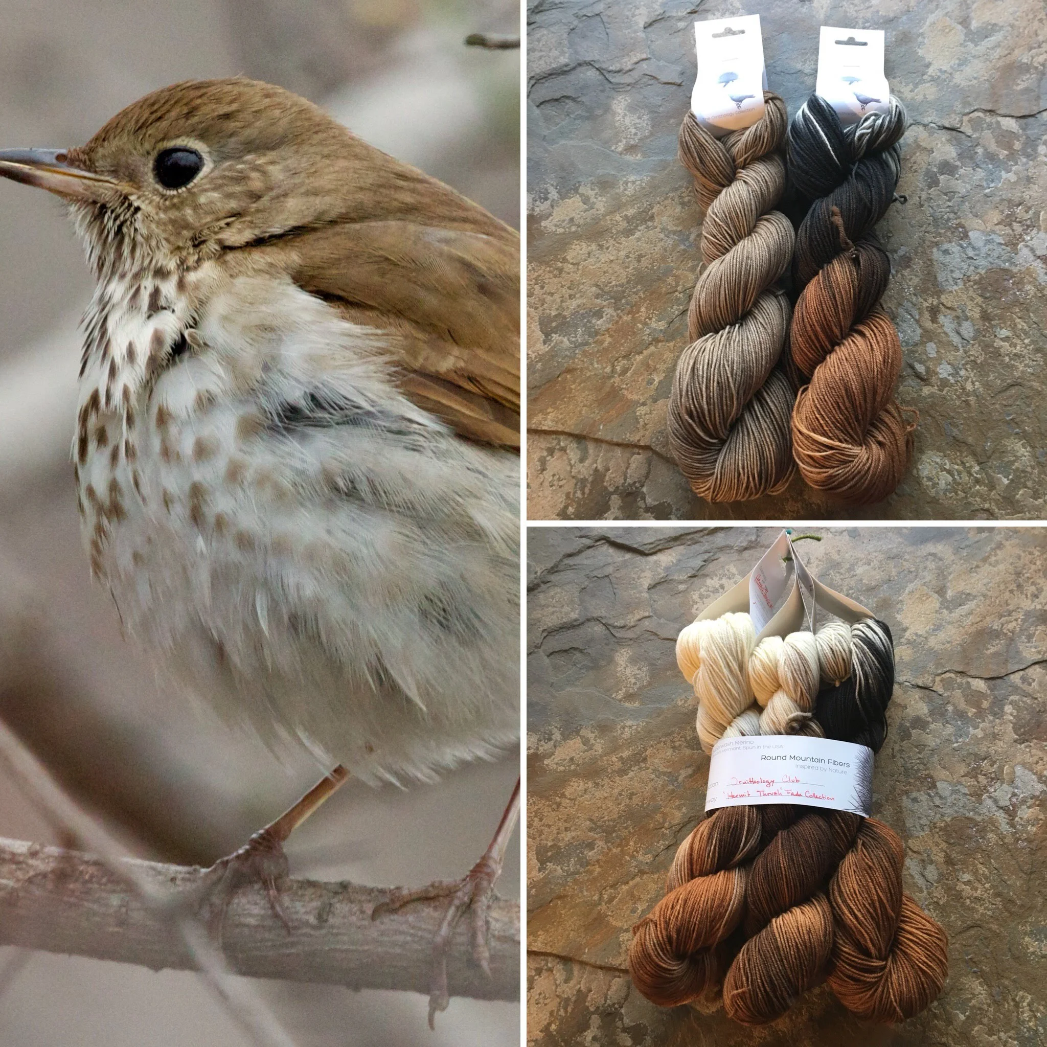 hermit thrush collageee.jpg