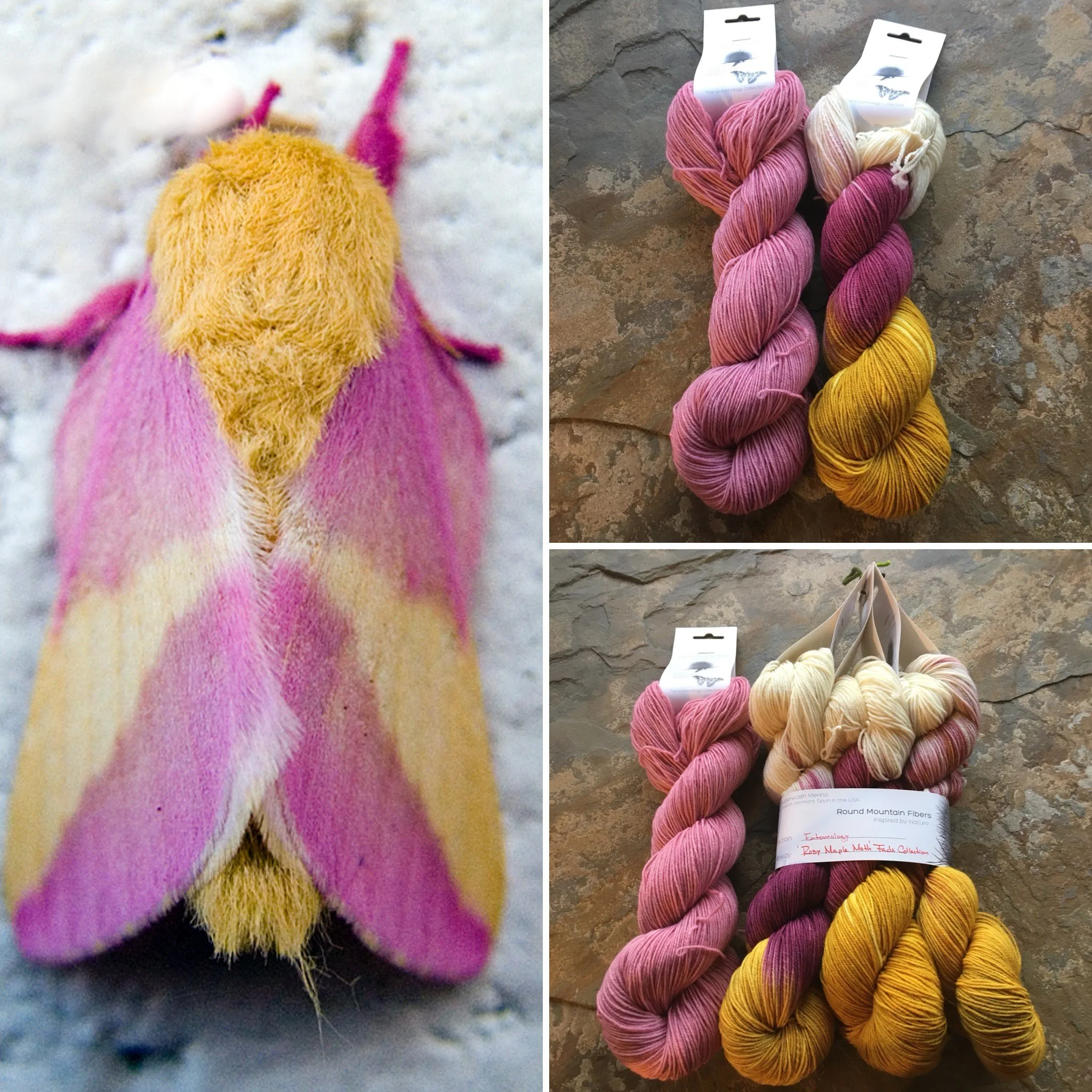 rosy maple moth collage.jpg