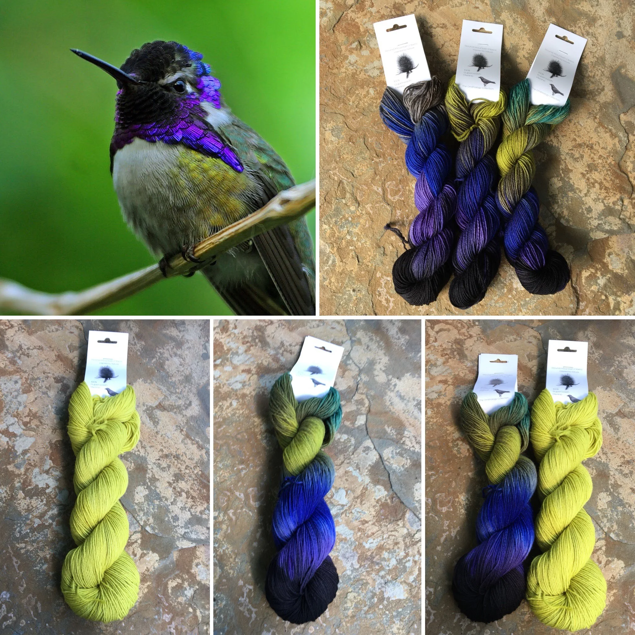Costa's Hummingbird Collage.jpg