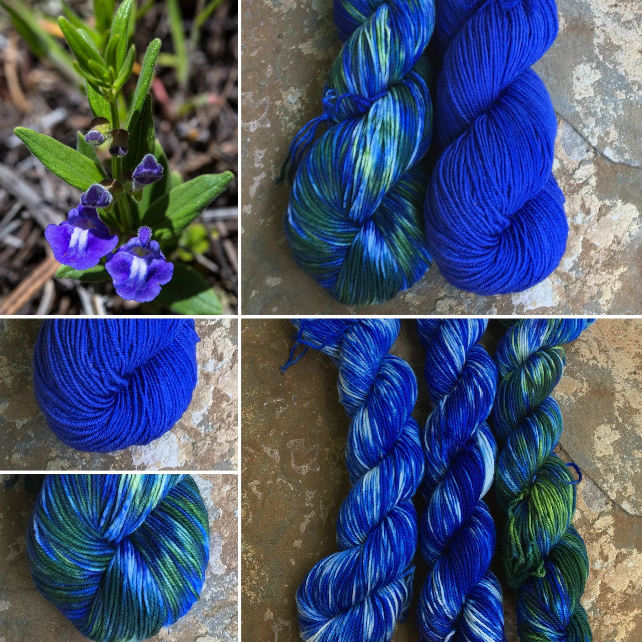 Skullcap Collage.jpg