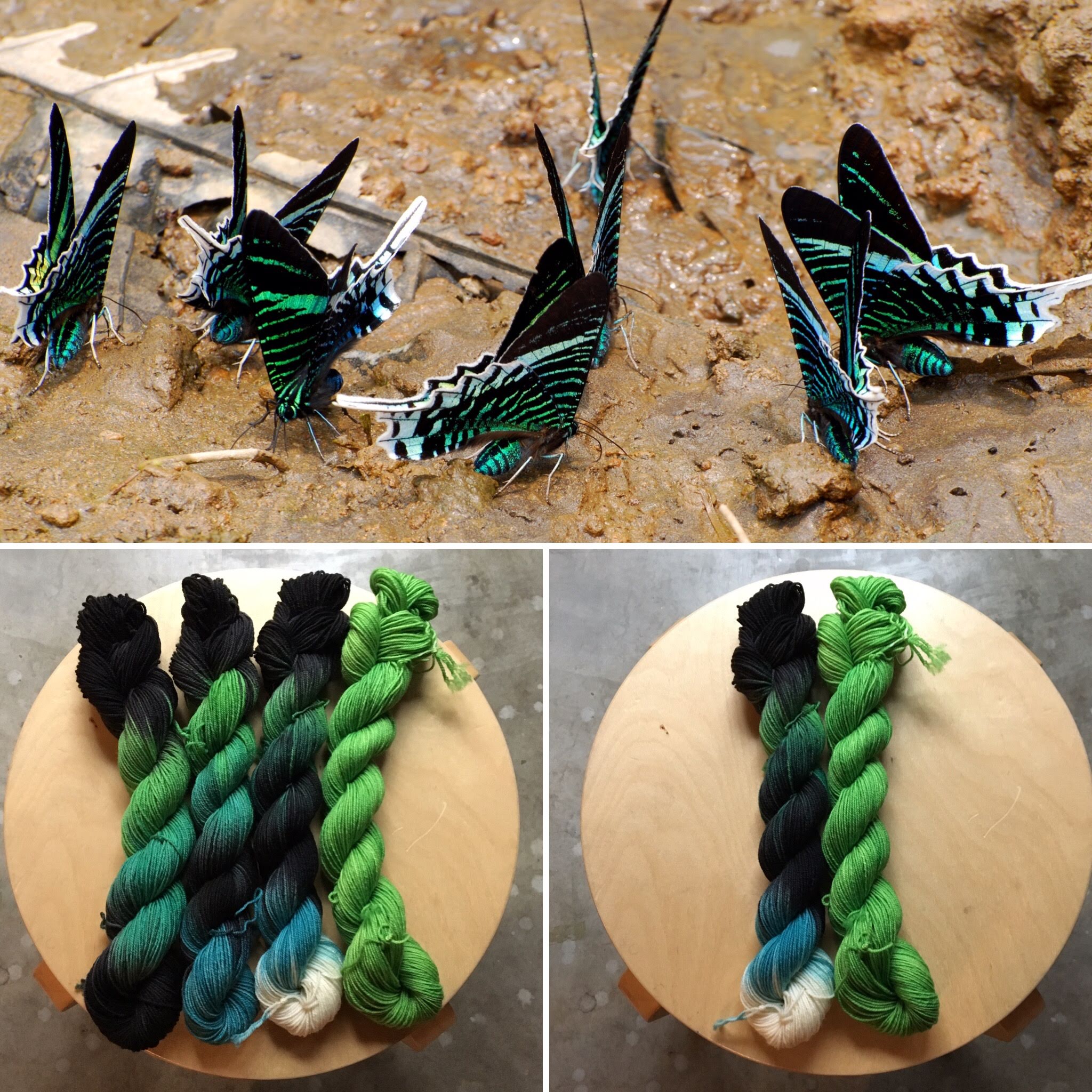 November Entomology Collage.jpg