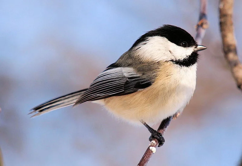 chickadee pic.jpg