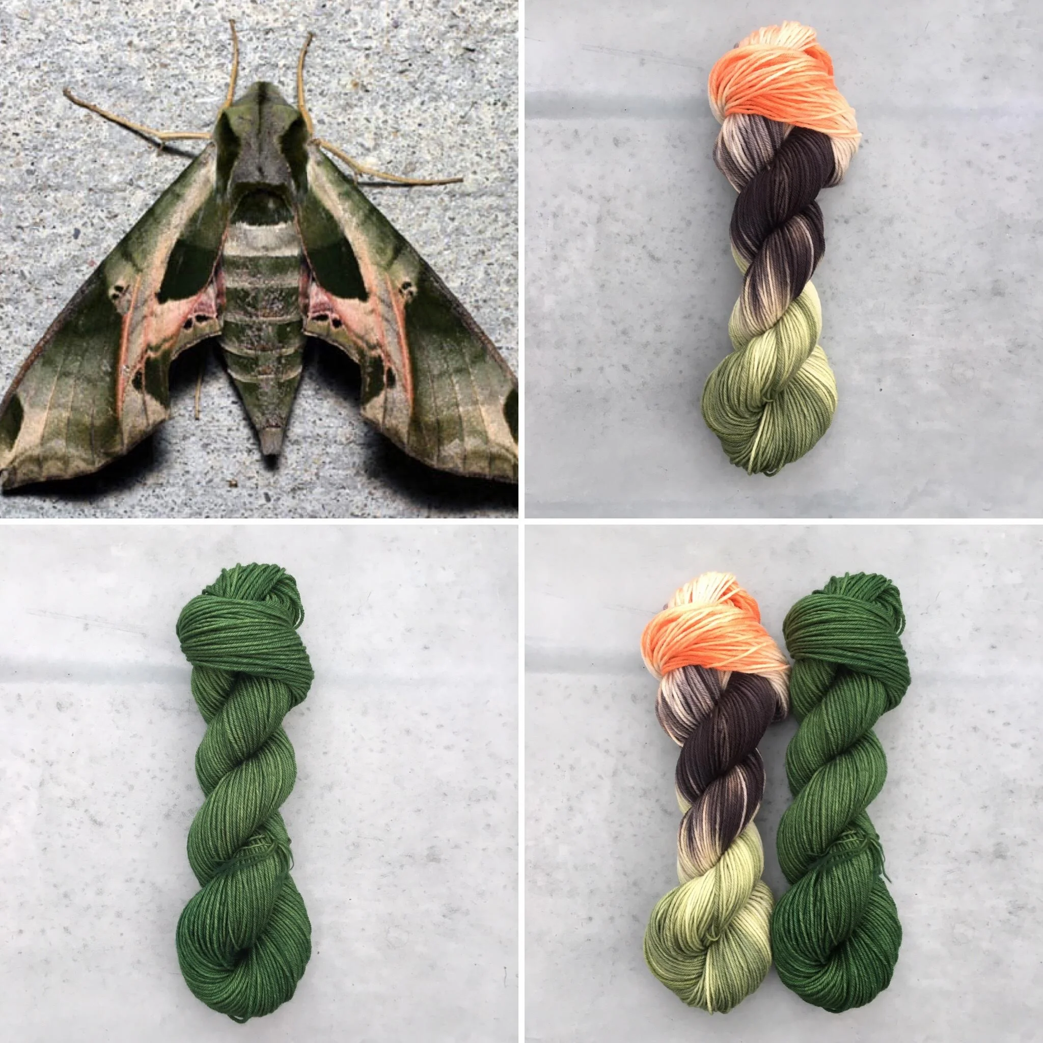 sphinx moth collage.jpg