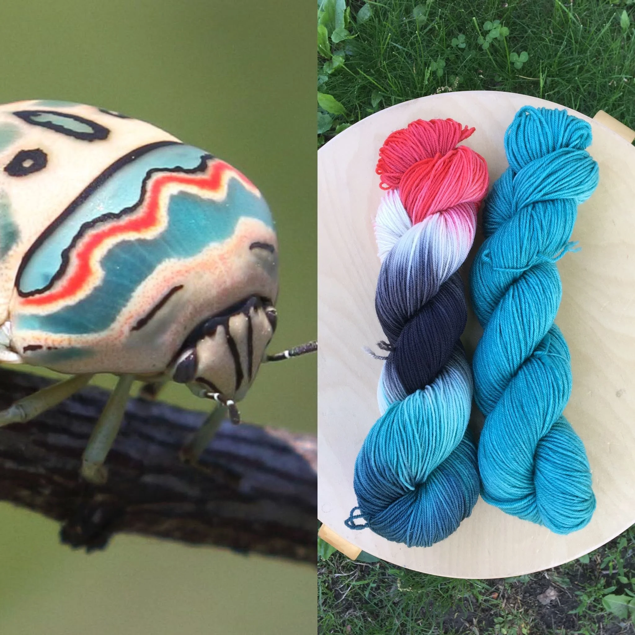 June Entomology Club. Colorway: Picasso Bug. Semisolid: Picasso Bug Blue.