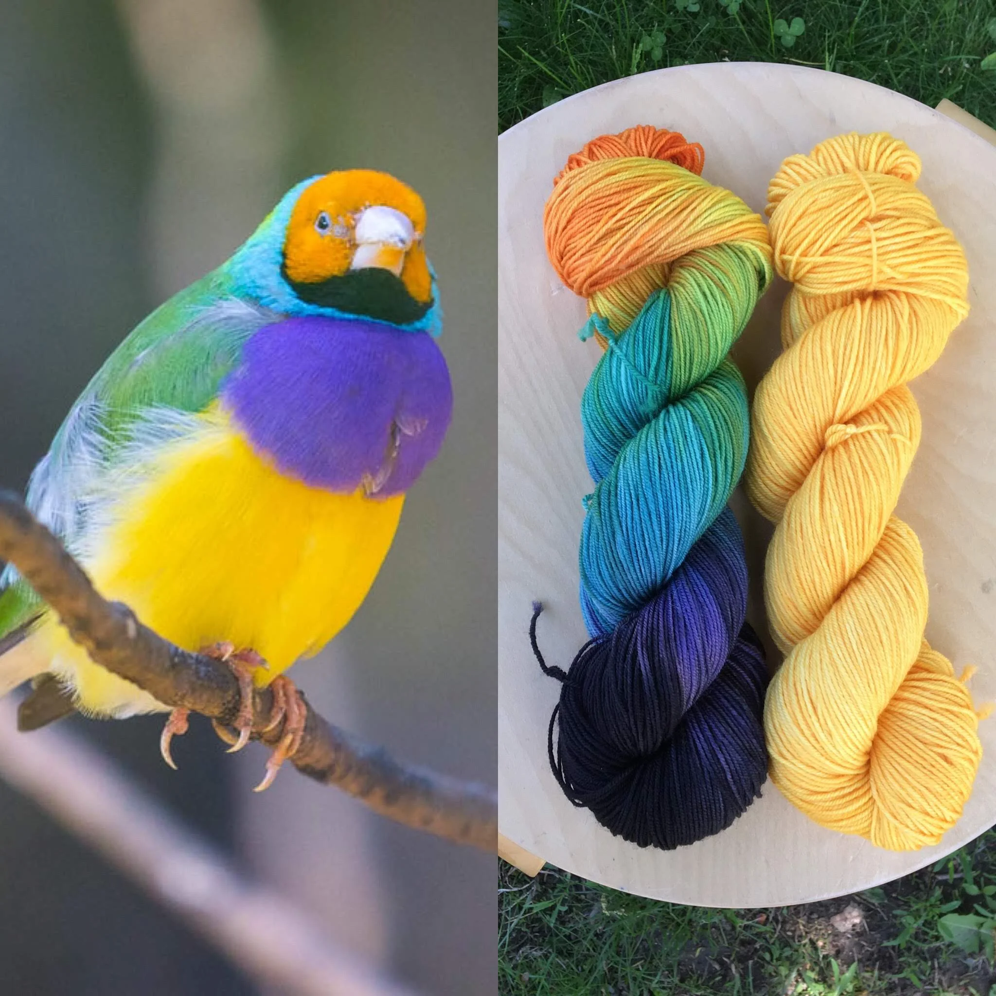 July Ornithology Club. Colorway: Gouldian Finch. Semisolid: Finch Yellow.