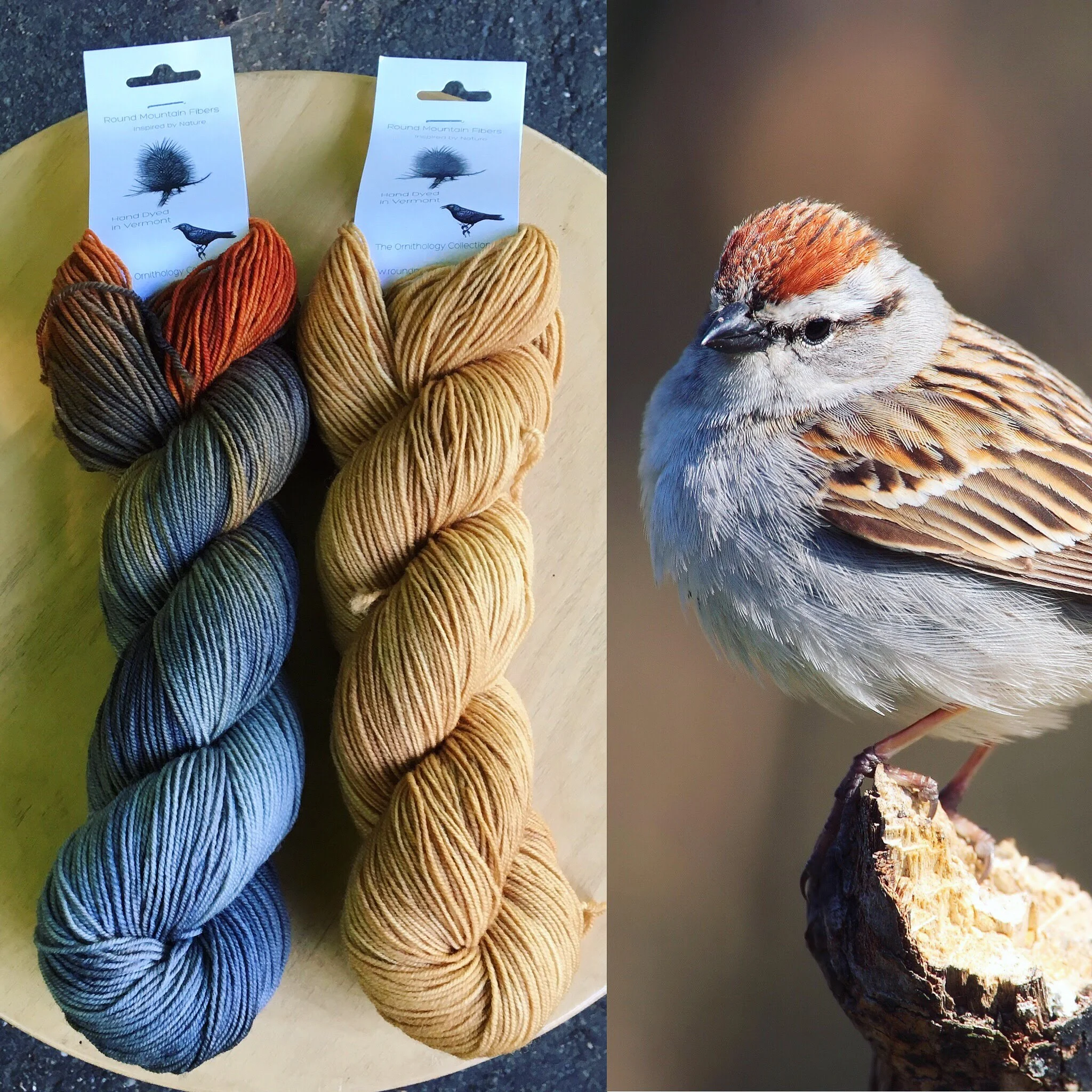 September Ornithology Club: Chipping Sparrow and Sparrow Buff.