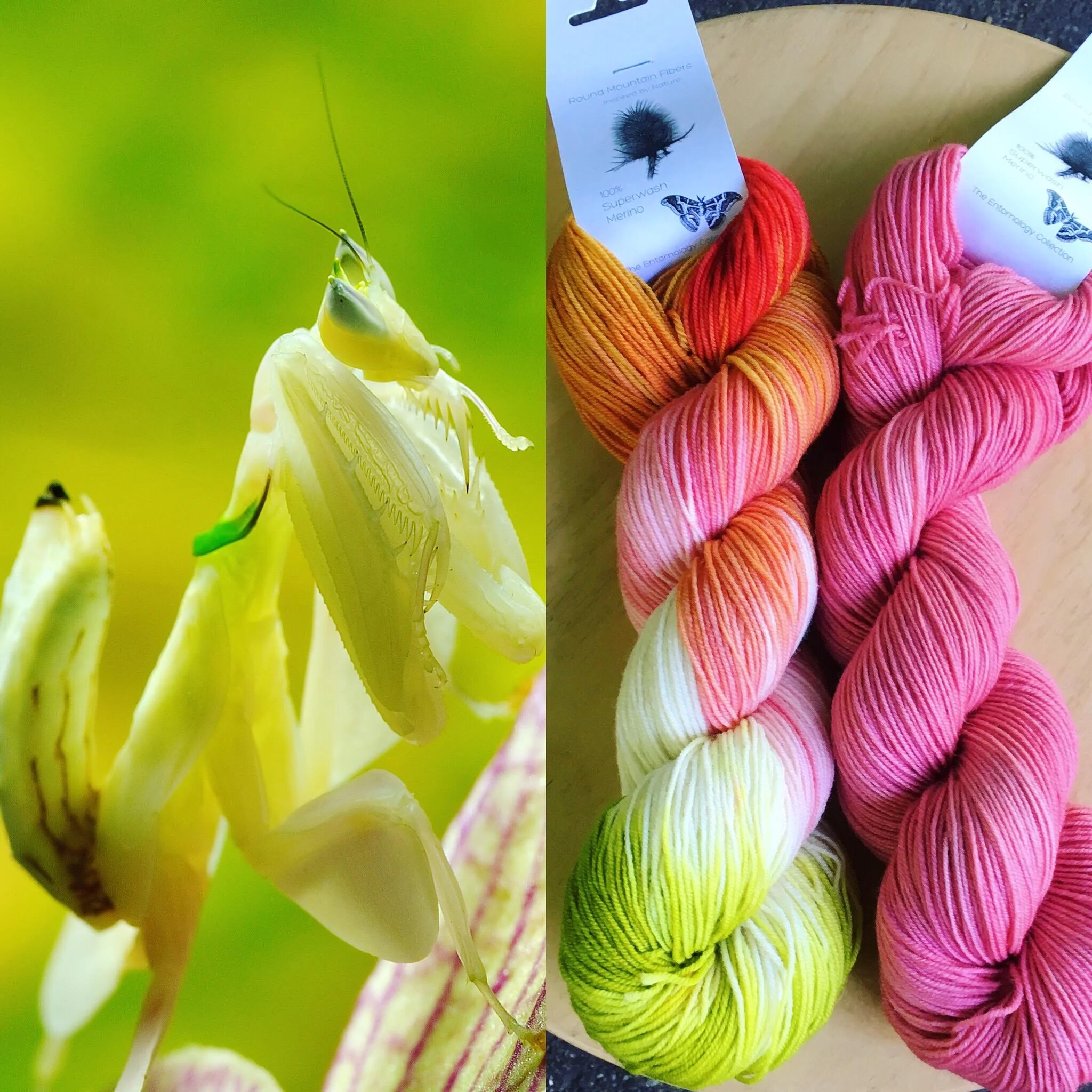 September Entomology Club: Orchid Mantis and Mantis Pink.