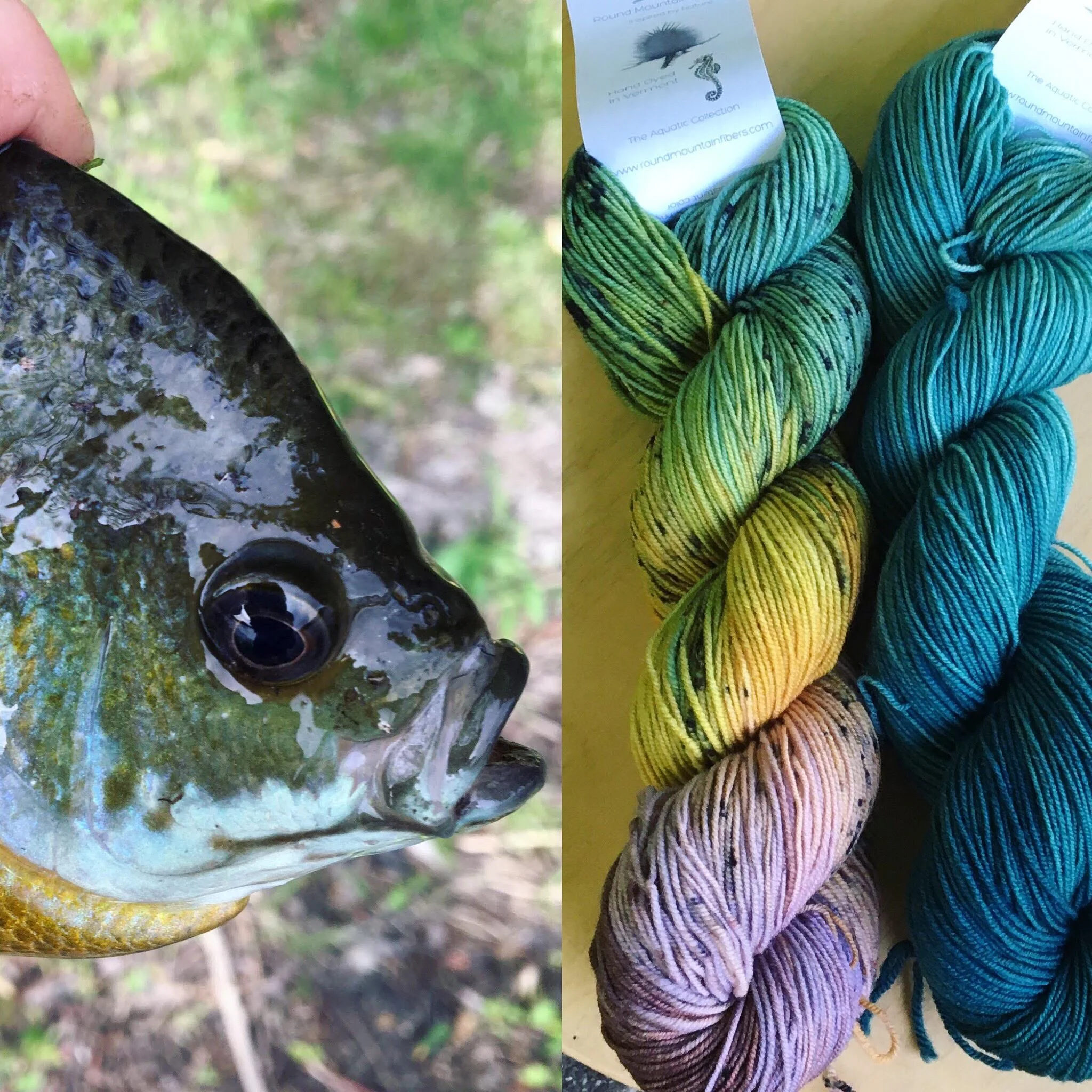 September Aquatic Club: Bluegill and Bluegill Blue.