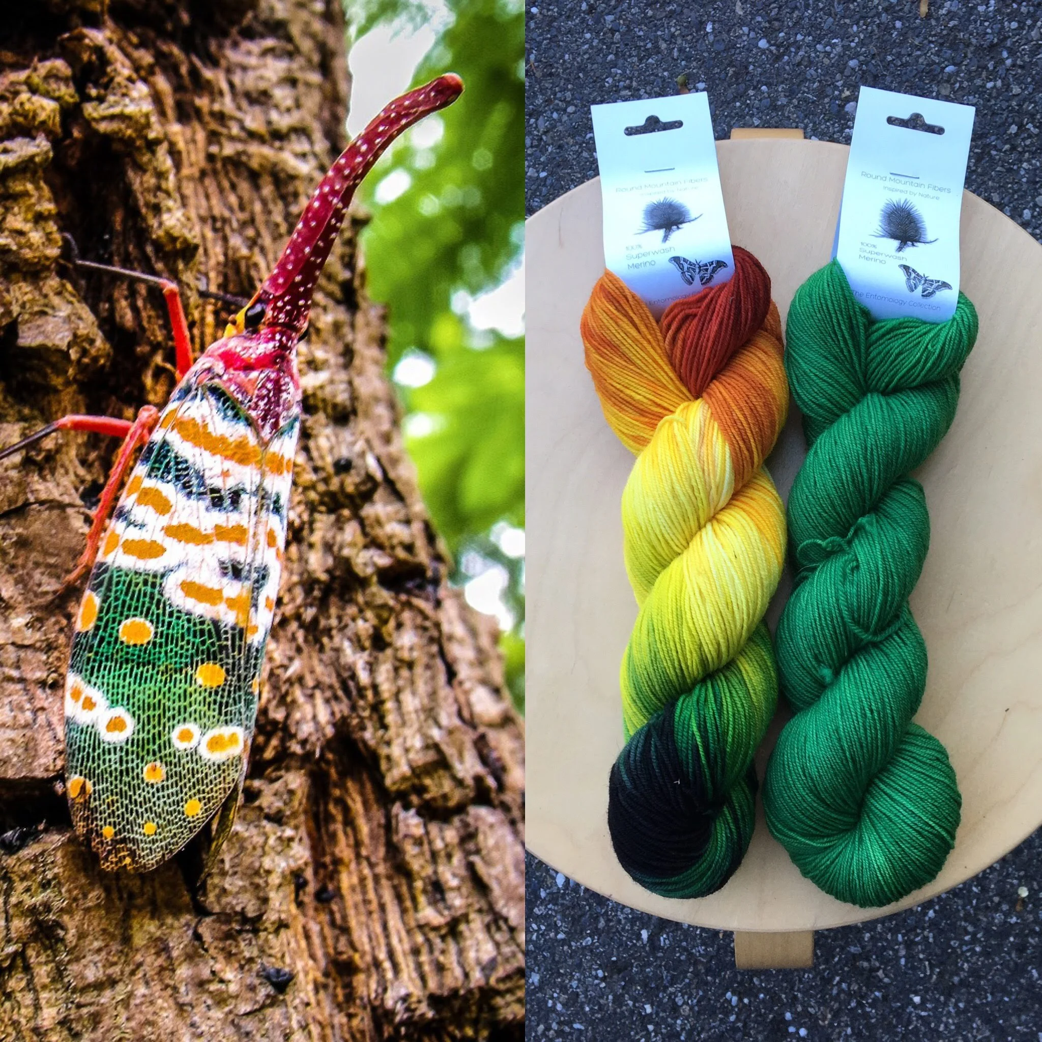 October Entomology Club: Lantern Maker Cicada and Cicada Green.