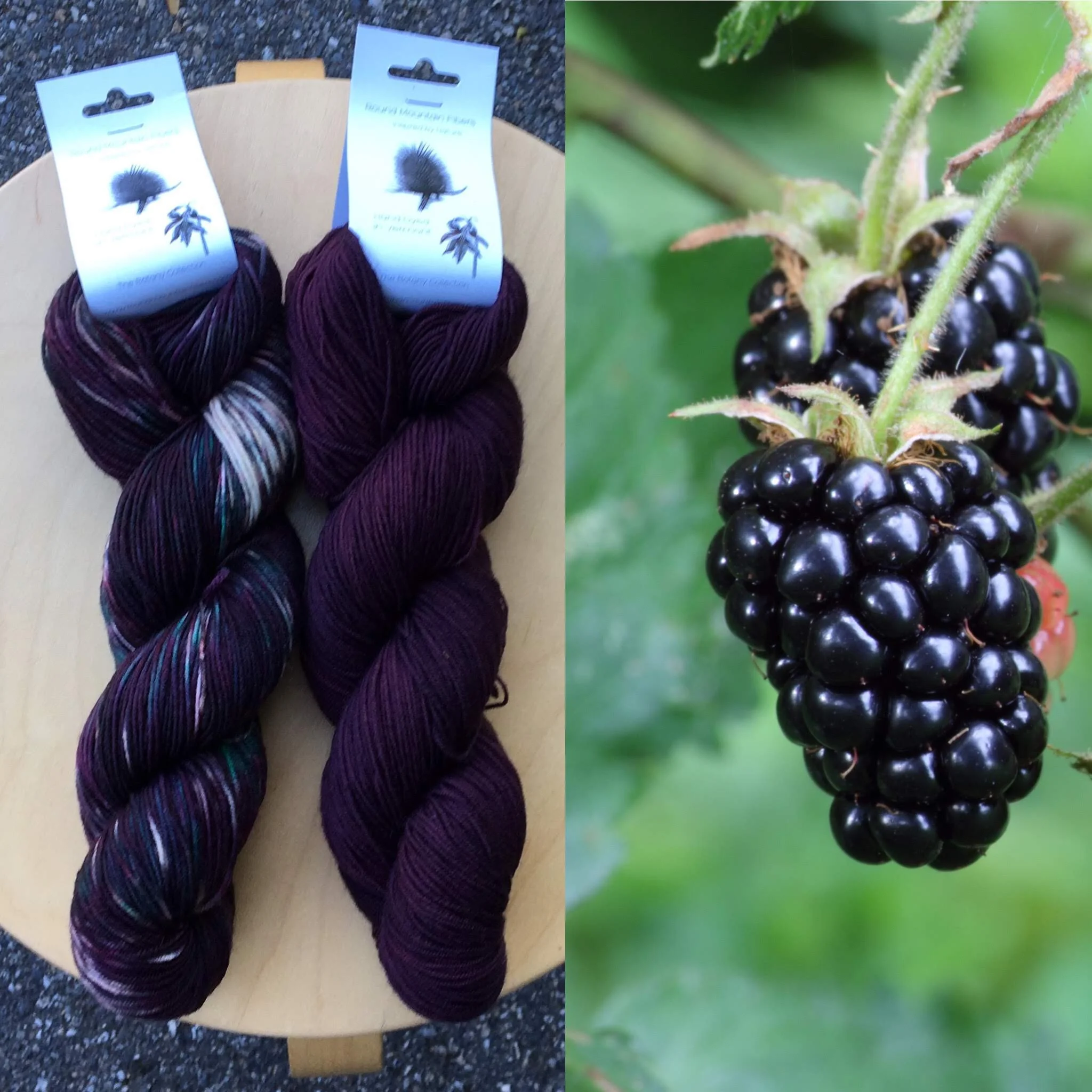 October Botany Club: Blackberries and Blackberry Juice.