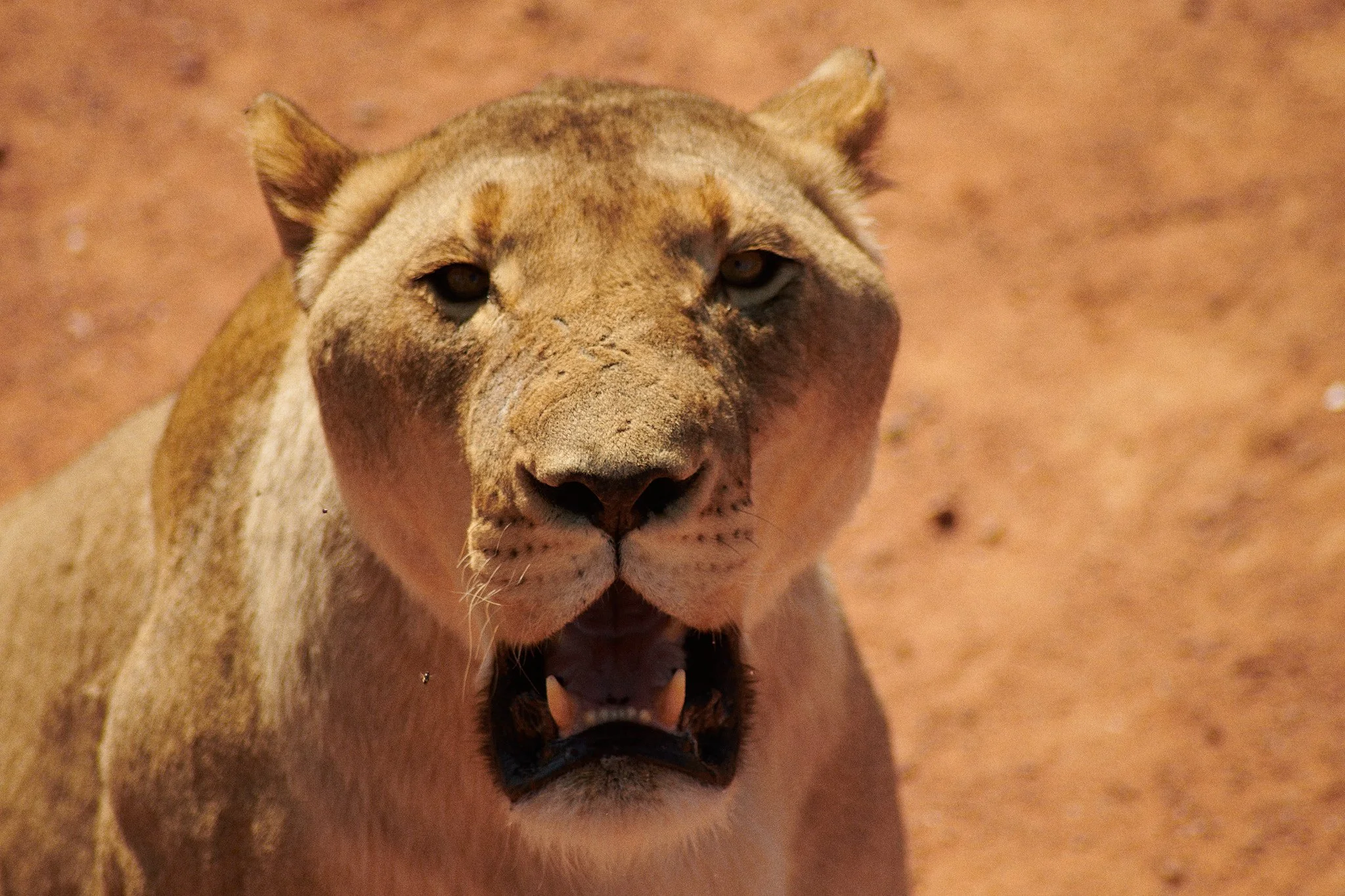 24-12-12_cape_town_0407.jpg