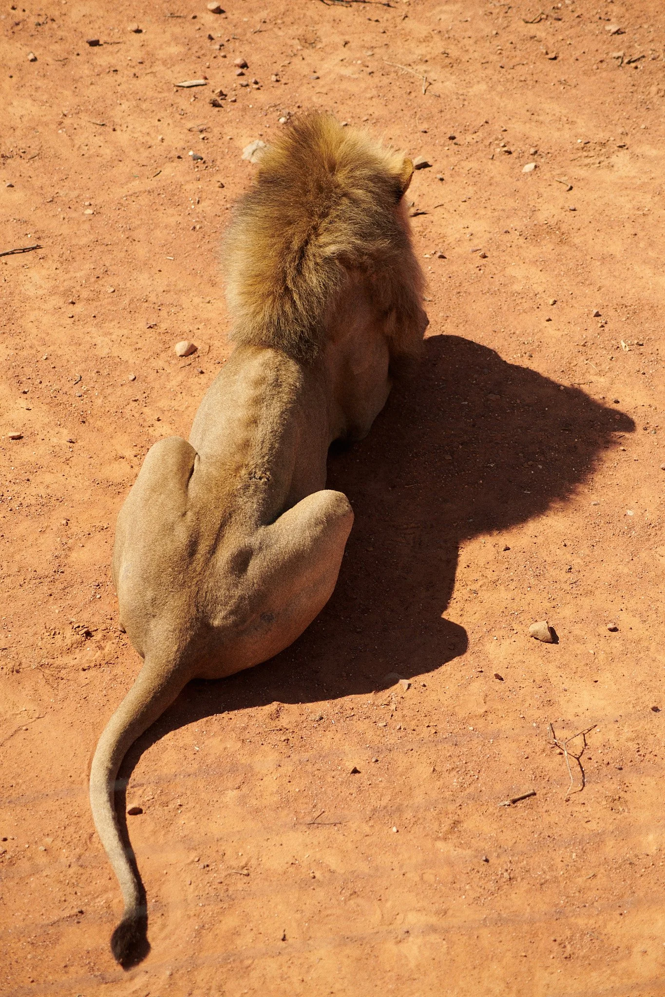 24-12-12_cape_town_0417.jpg