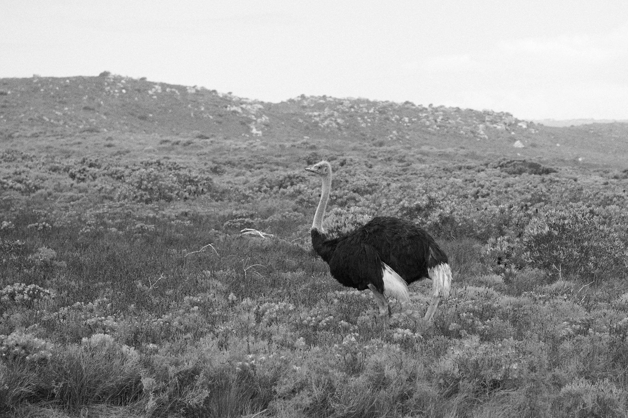 24-12-16_cape_town_0594.jpg