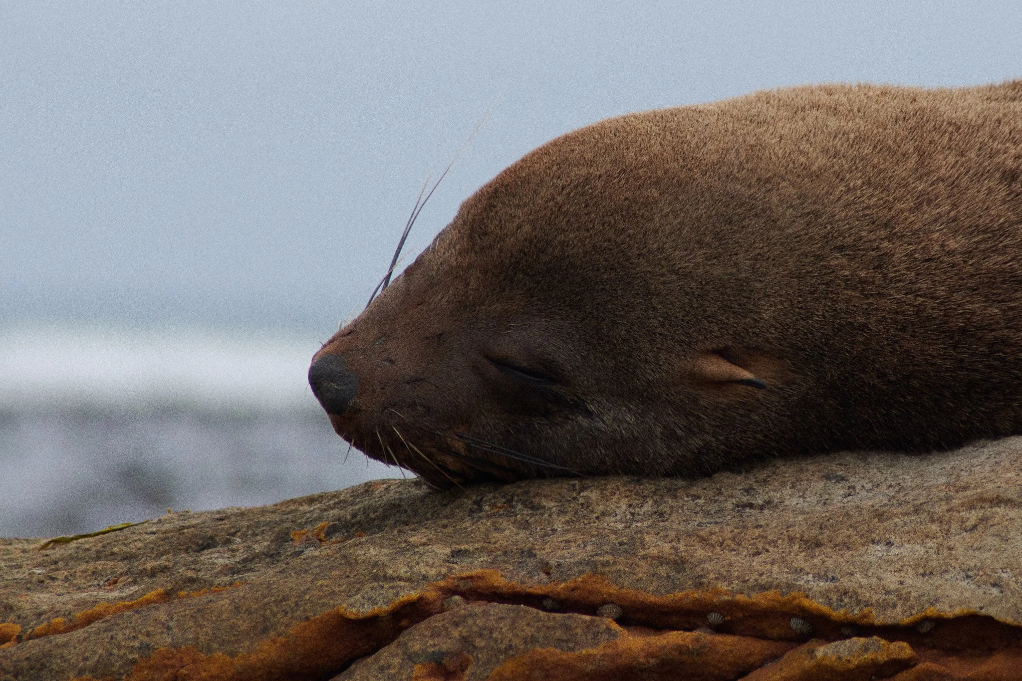 24-12-20_cape_town_0876.jpg