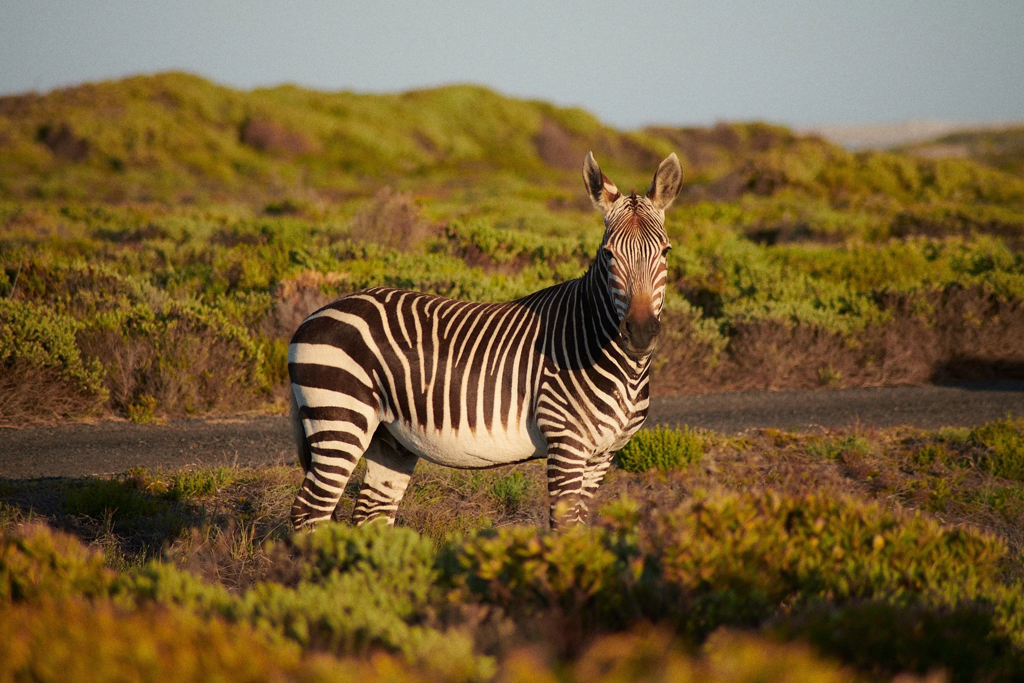 24-12-24_cape_town_0952.jpg