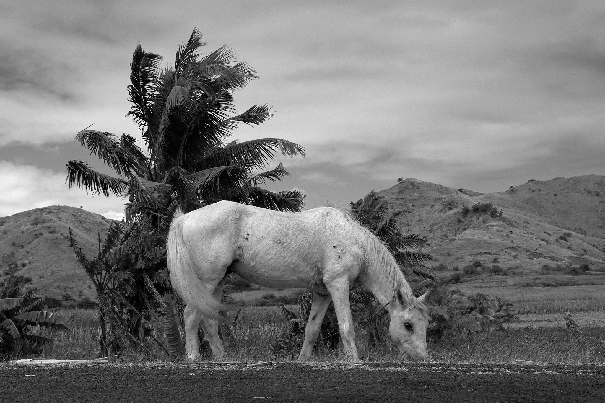 18-08-26_fiji_palms_0450.jpg