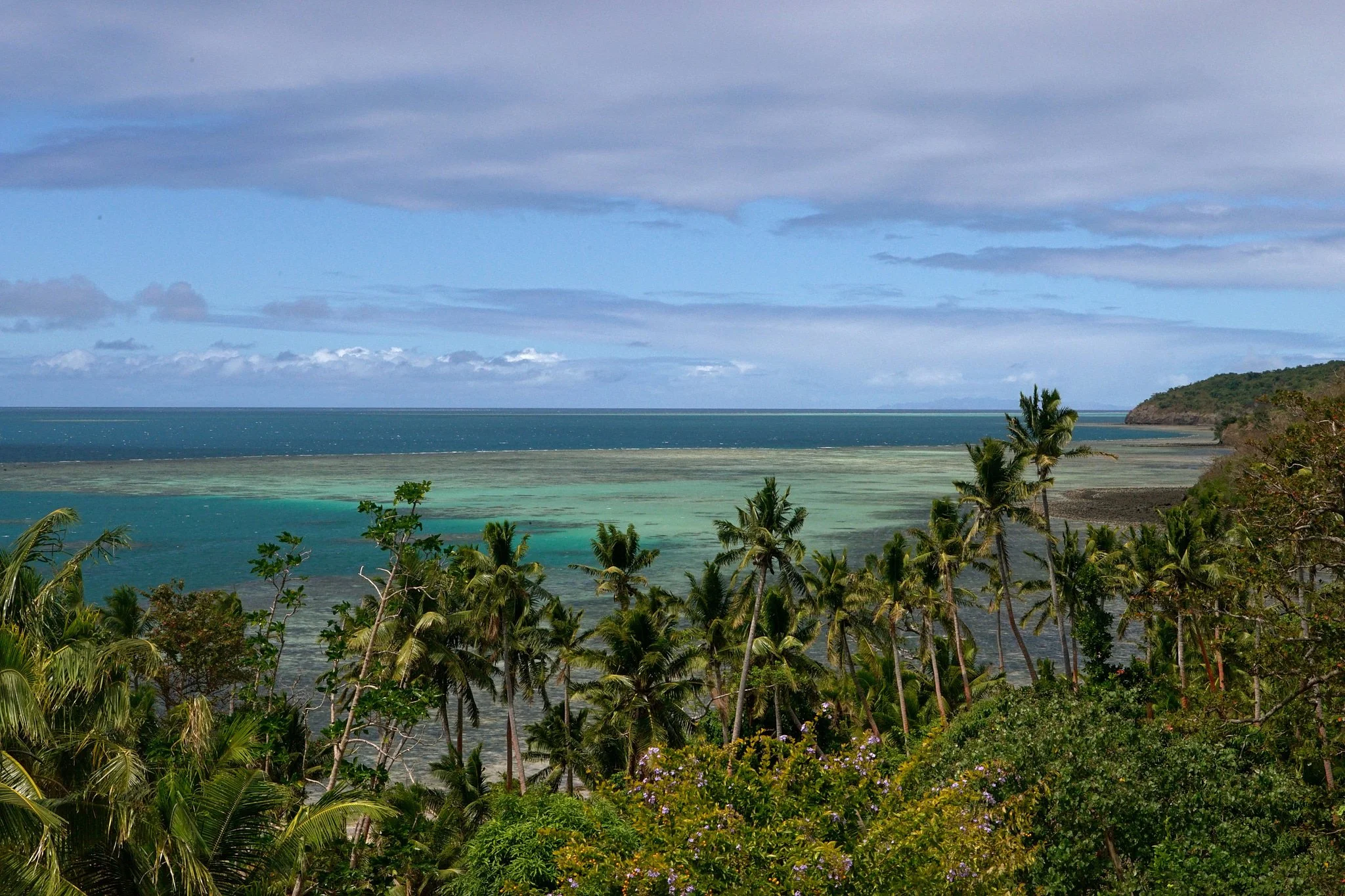 18-08-27_fiji_palms_0460.jpg