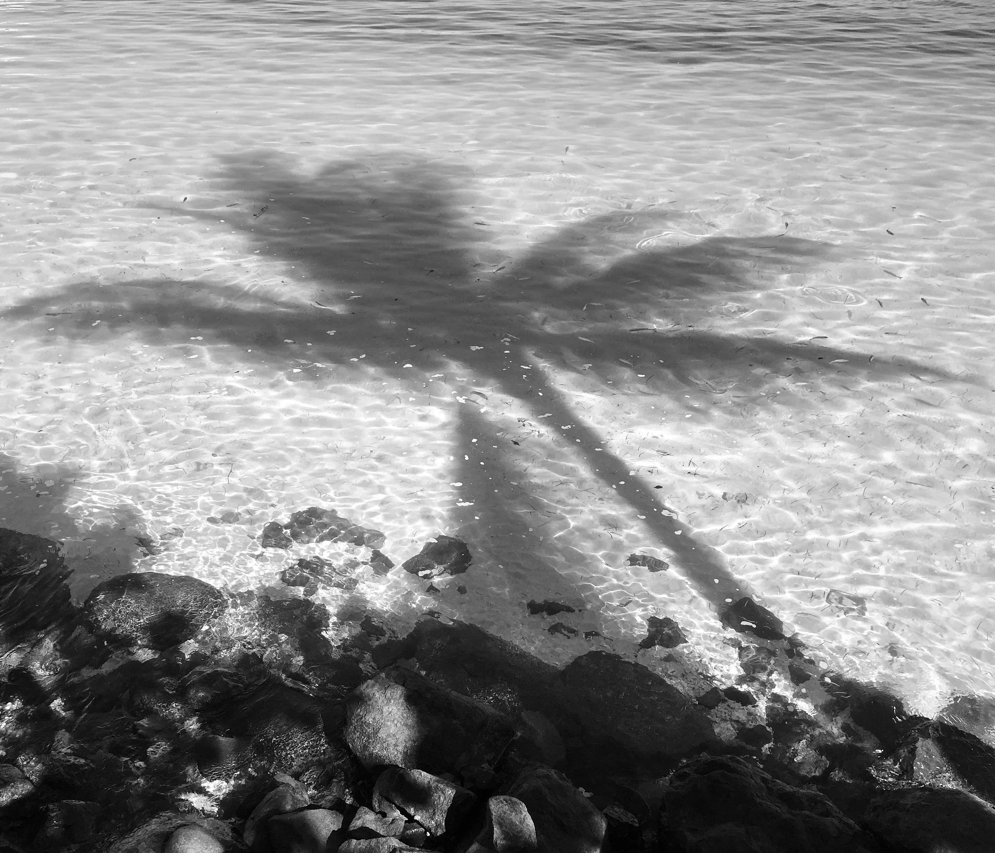 18-08-30_fiji_palms_0490.jpg
