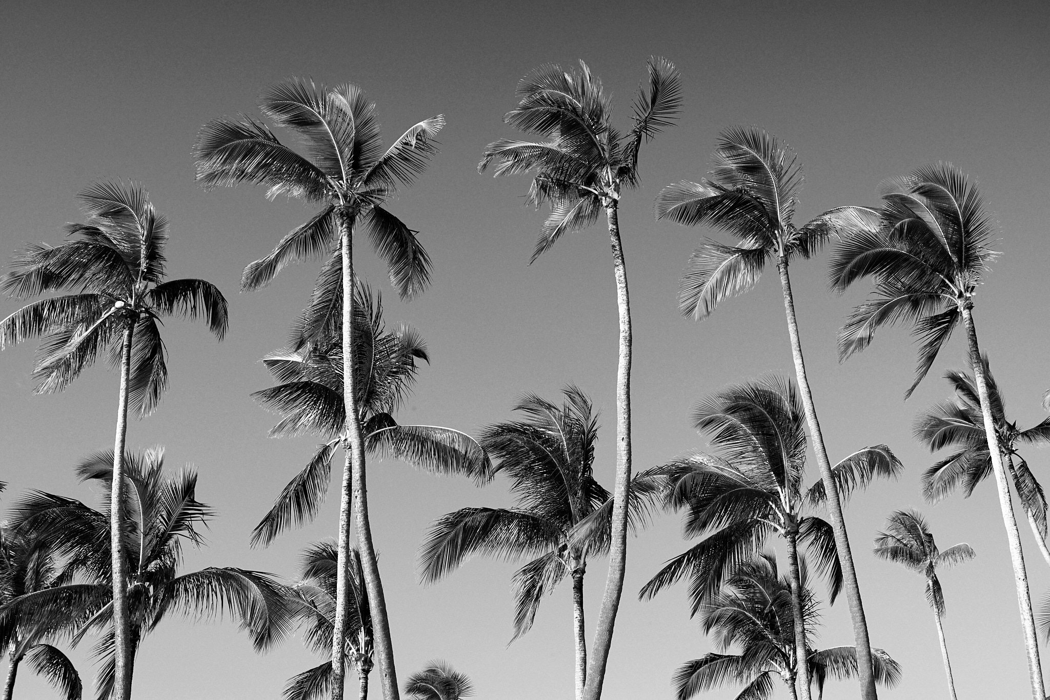 18-08-30_fiji_palms_0510.jpg
