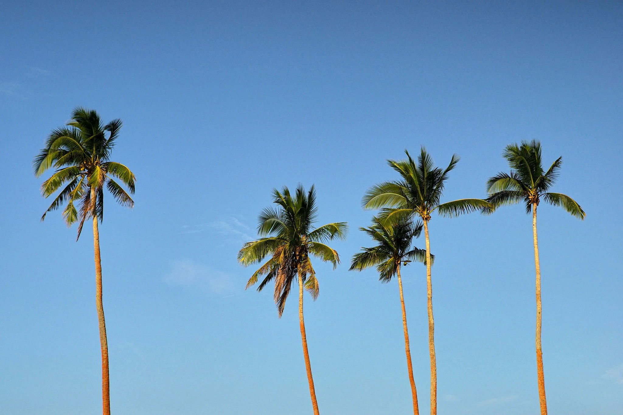 18-08-30_fiji_palms_0527.jpg