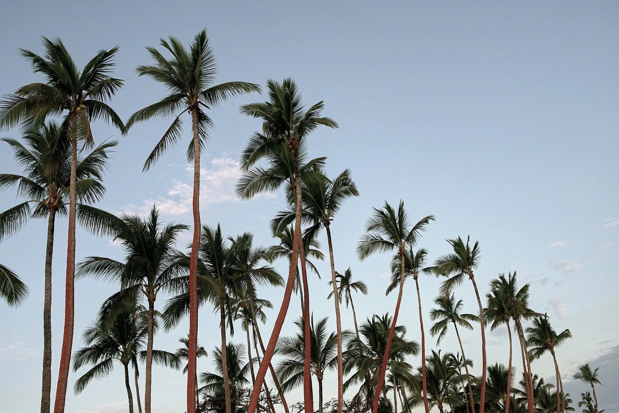 18-08-30_fiji_palms_0559.jpg
