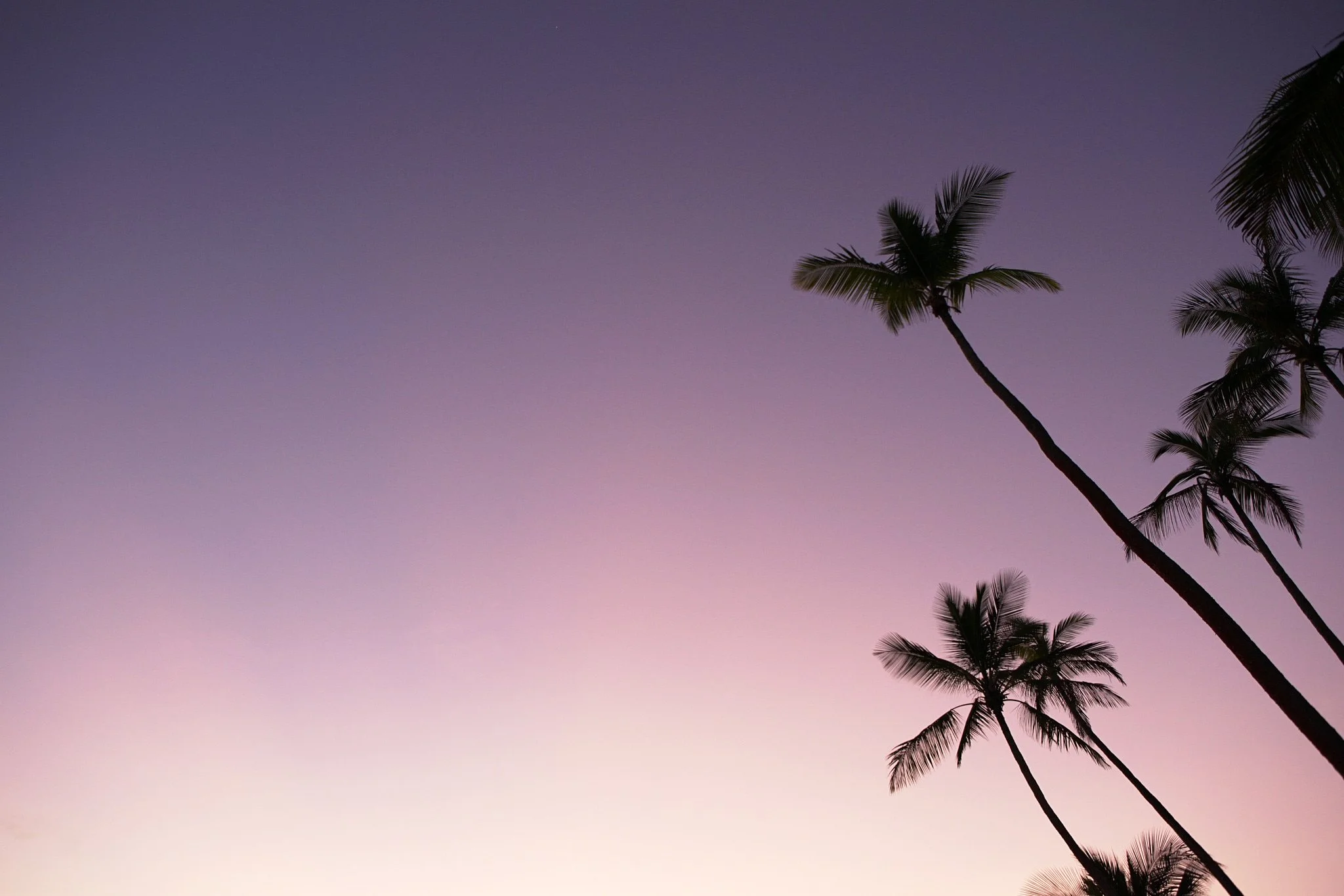18-08-30_fiji_palms_0562.jpg