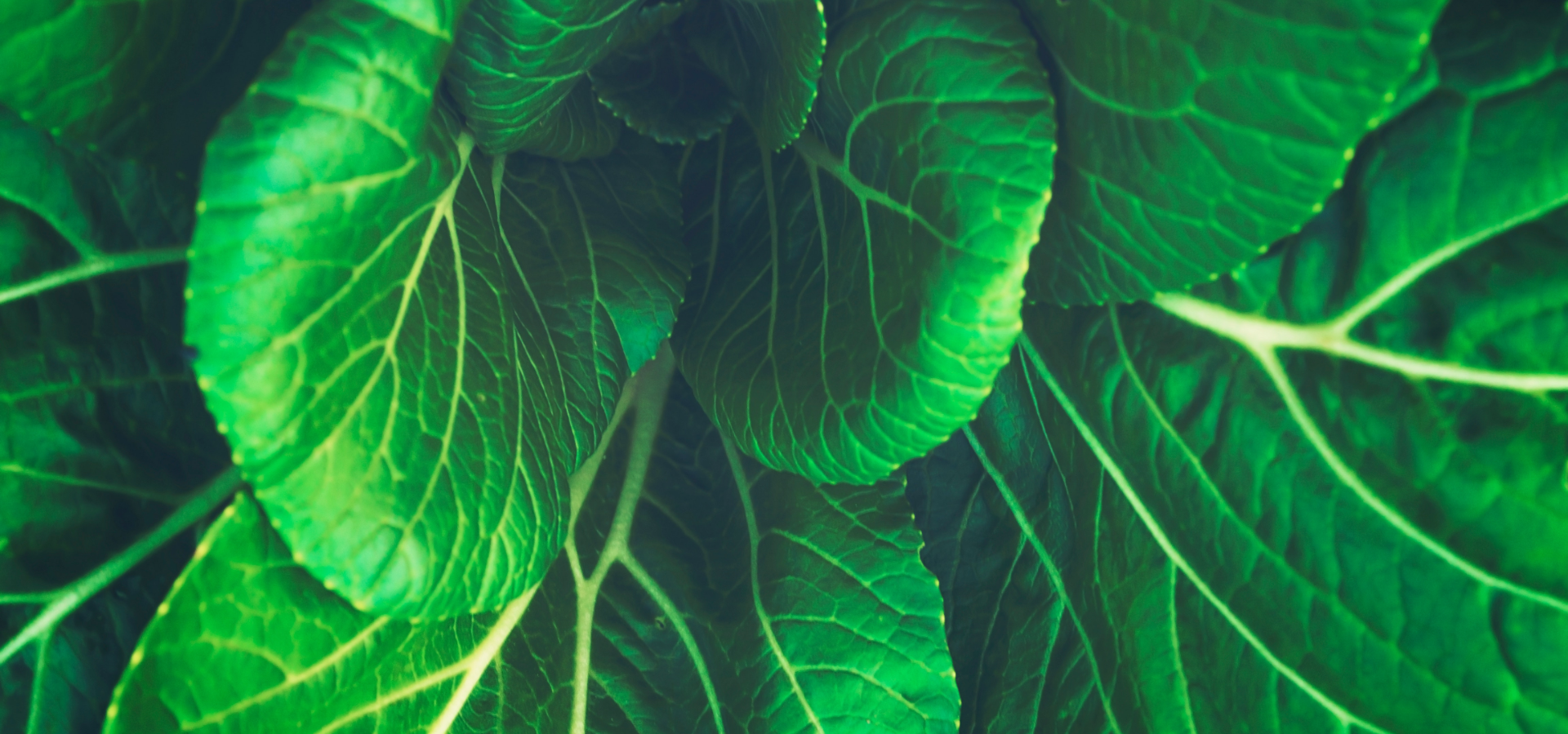 NUT_Banner02.png