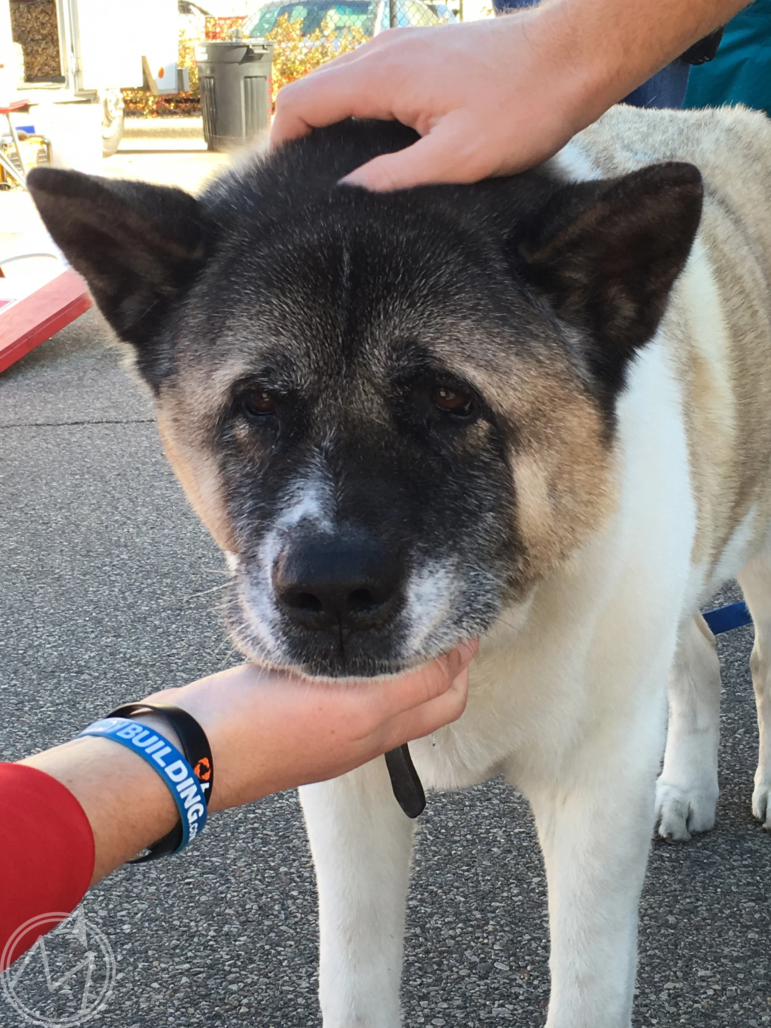 how sweet is this guy? his name is sam and he was relaxing all cool at a neighboring tailgate. adorable!