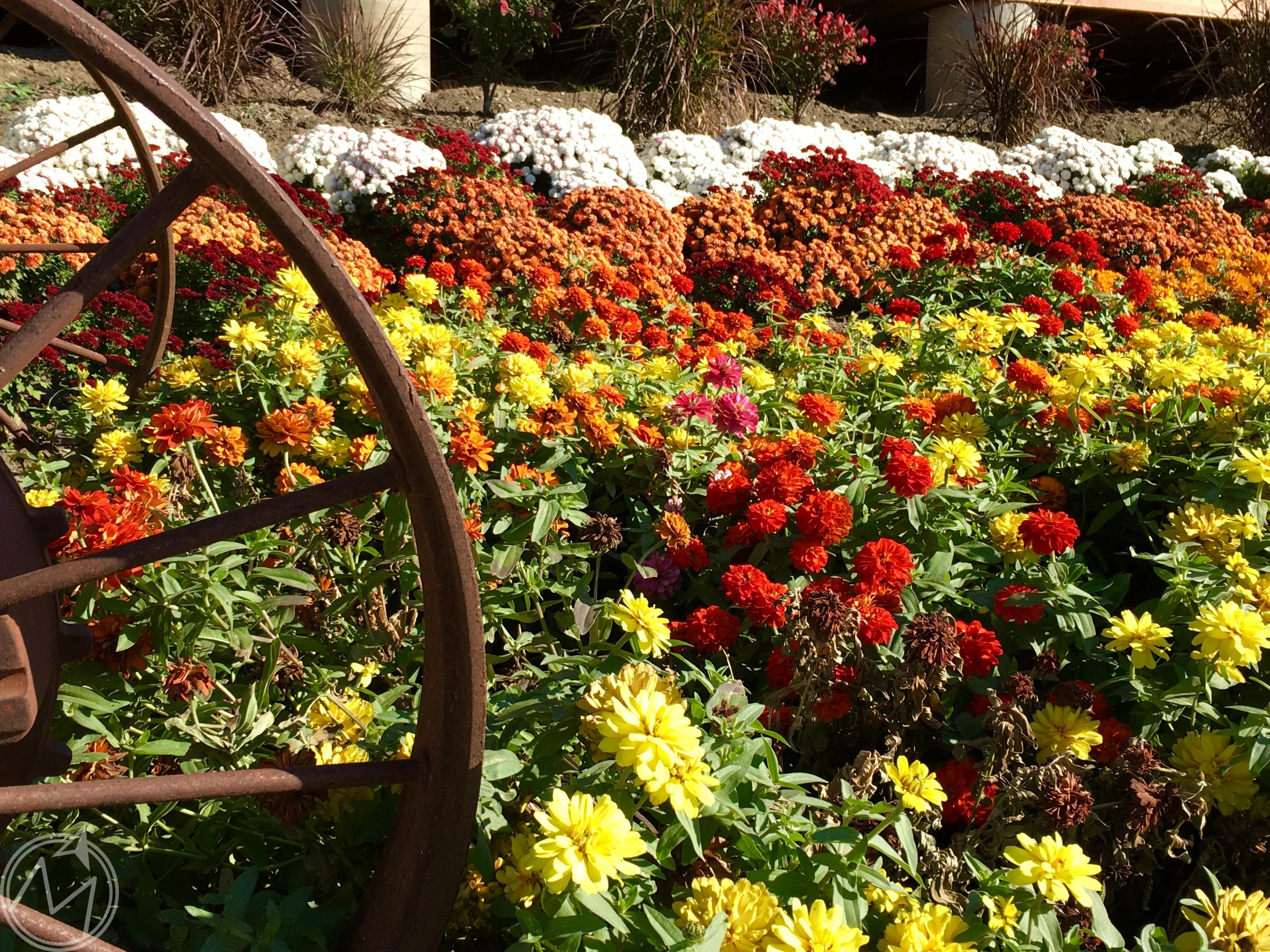 i could not get over how many gorgeous mums there were all over the grounds! seriously, the most brilliant colors you could ever dream up. this was only one part of it too. incredible!