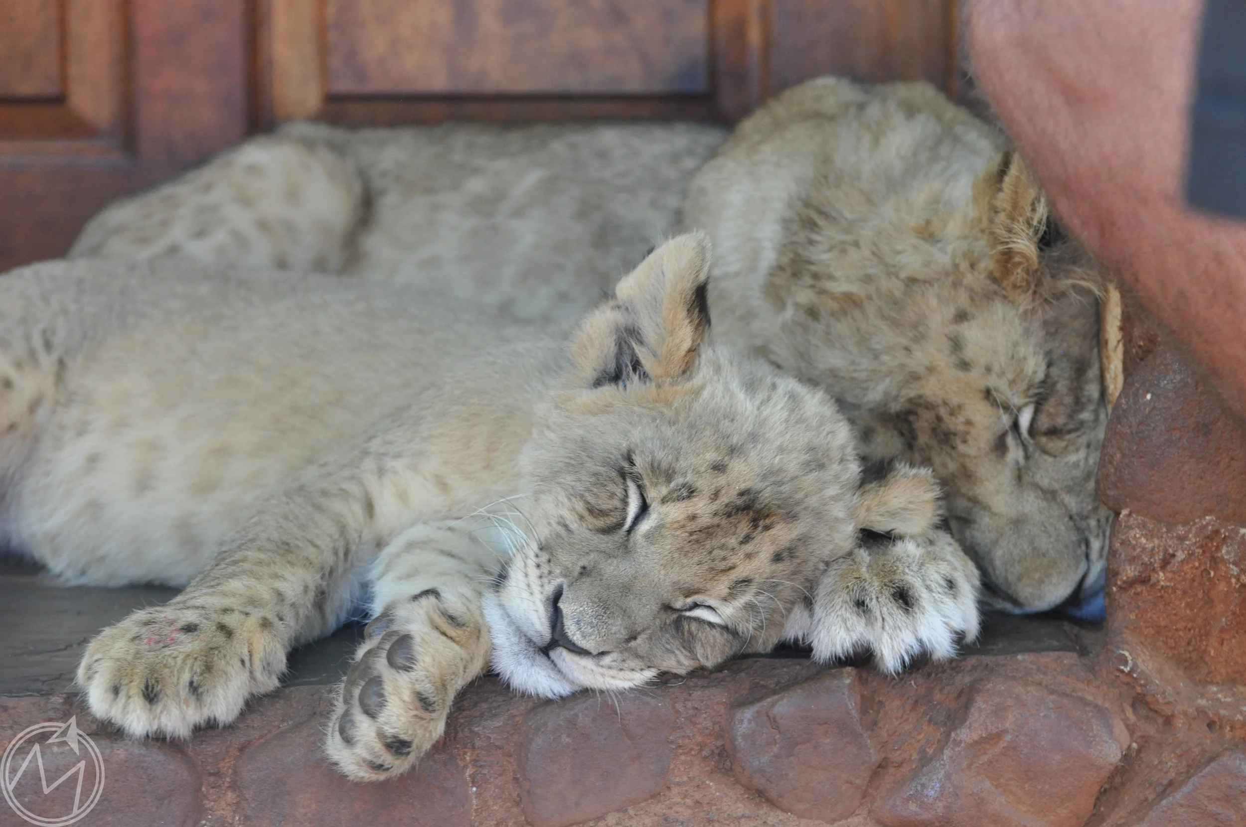 don't be fooled...they may be lion cubs, but they are just cats at the end of the day!