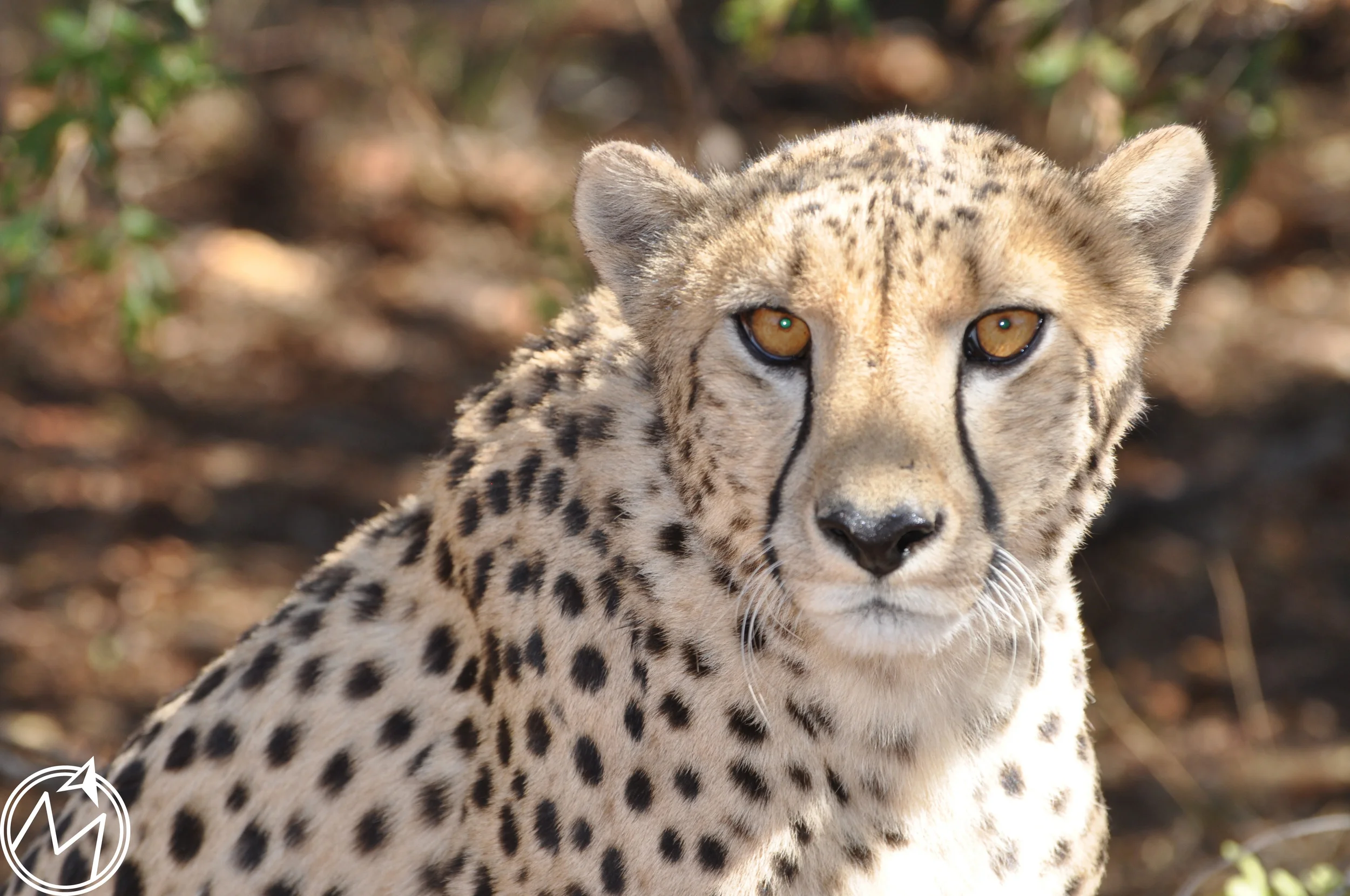this was an older female cheetah in the preserve. i cannot get over her piercing eyes and how they never seemed to leave us. isn't she gorgeous?!
