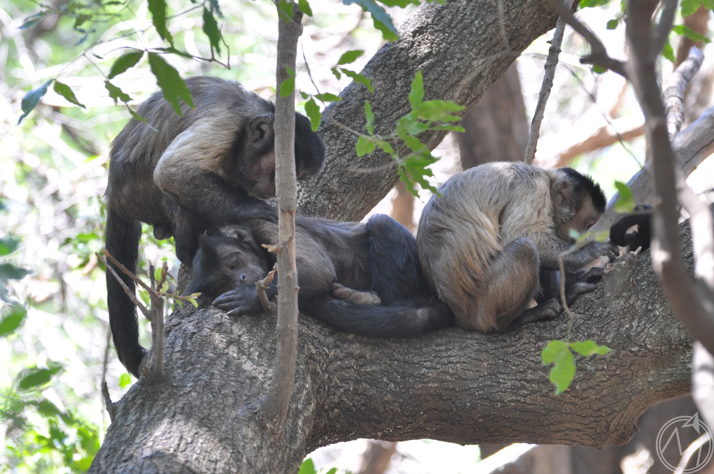 the cool thing about this area was that the monkeys were just chillin' in their natural habitat. each day, the trainers set food out, but otherwise they are left alone to climb, sleep, eat and clean each other like they are here!