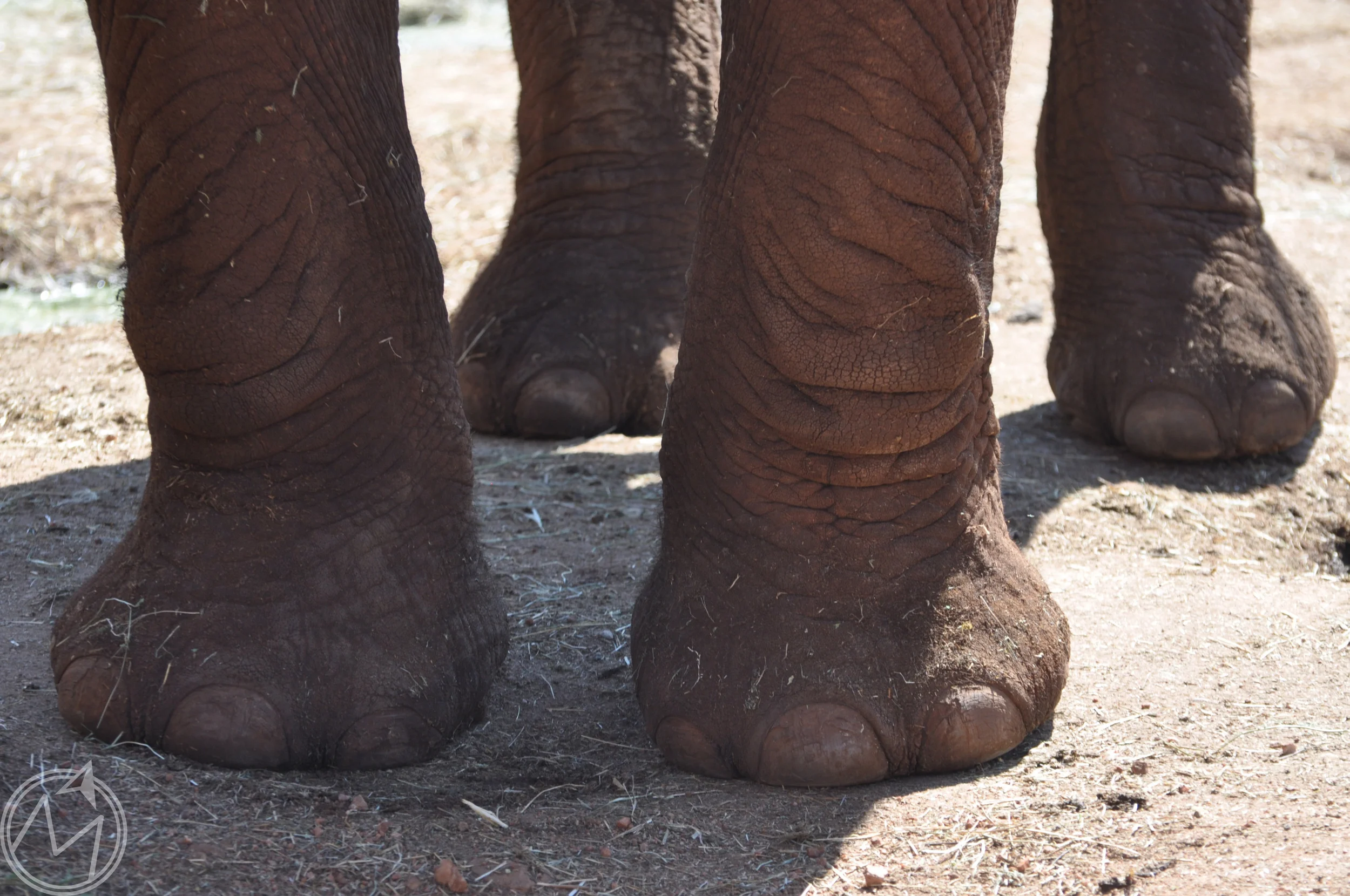 look at the size of those paws!
