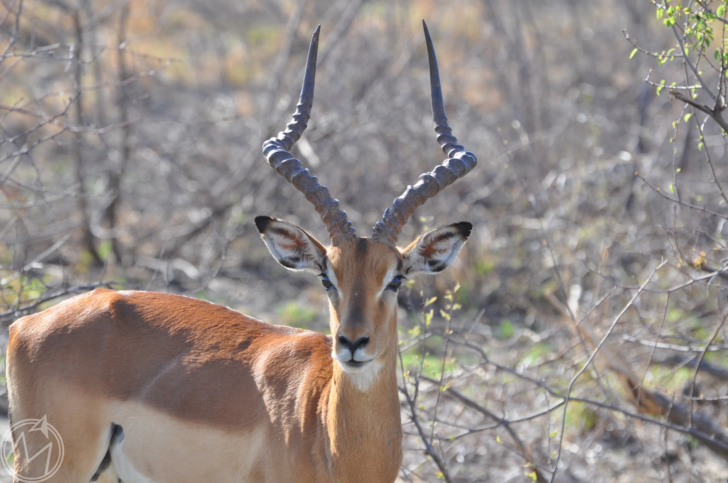 this male impala's horns look fake, don't they? 