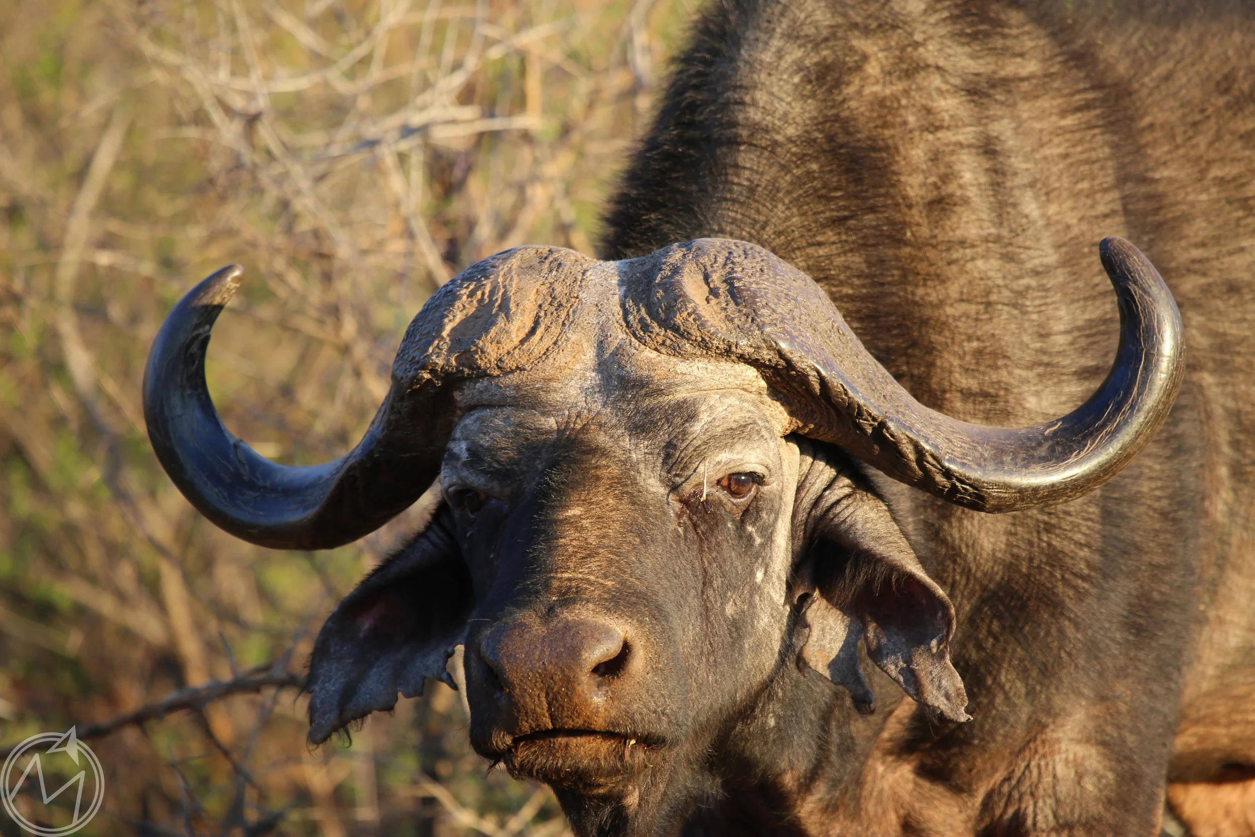 look at this guy's mean mug! we all really thought he was going to charge our truck because he continued to stare at us. talk about intense!