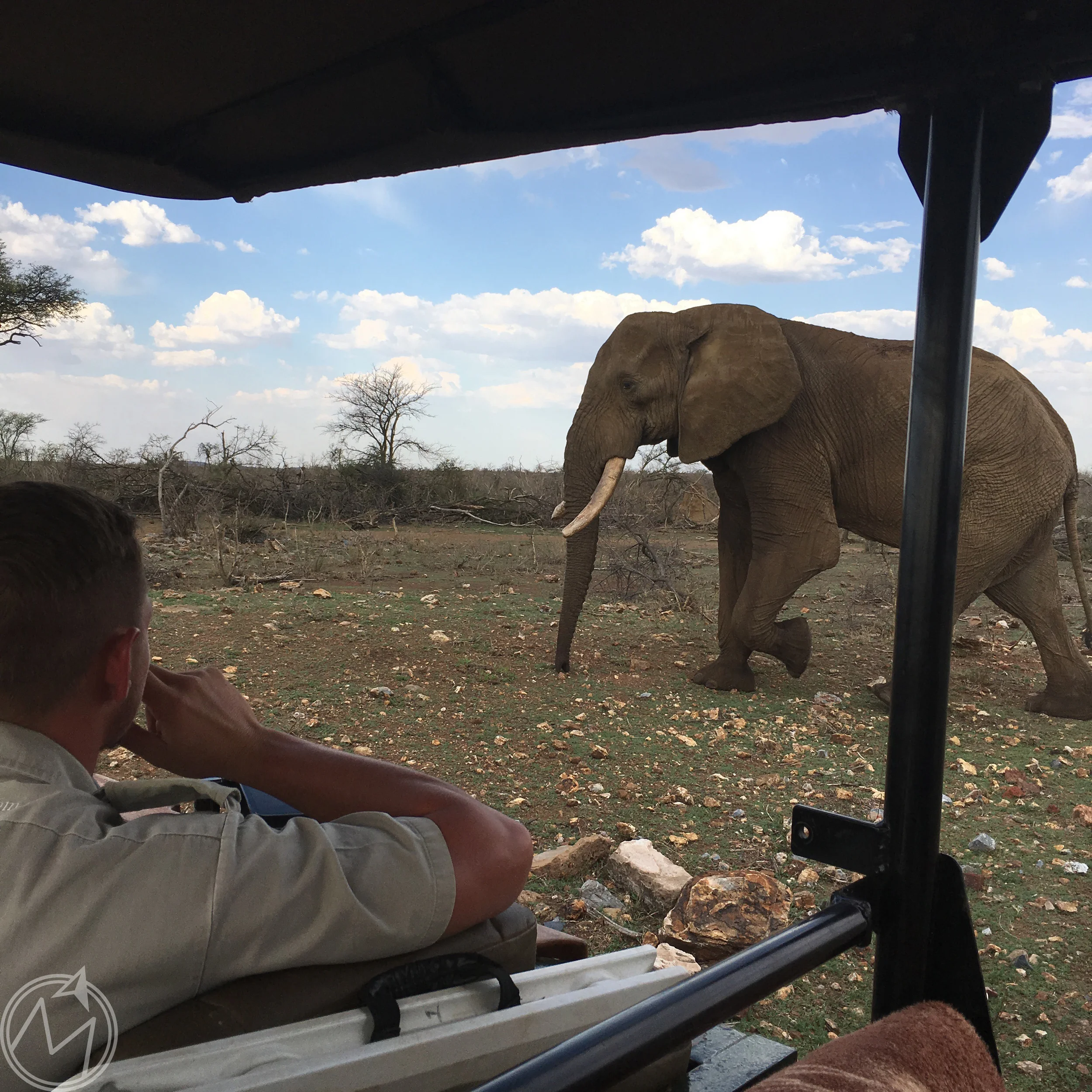 one of the coolest things we saw the entire trip was this 40 to 45-year-old elephant passing by our truck just minding its own business. as big as elephants are, this one walked so gracefully and quietly. none of us had to zoom in on any photos when this one passed by, that's for sure. it was amazing. 