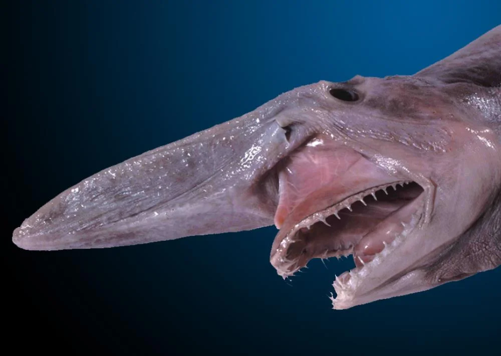 goblin-shark-nologo.jpg