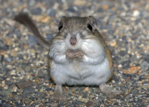 StevensKangarooRat.jpg