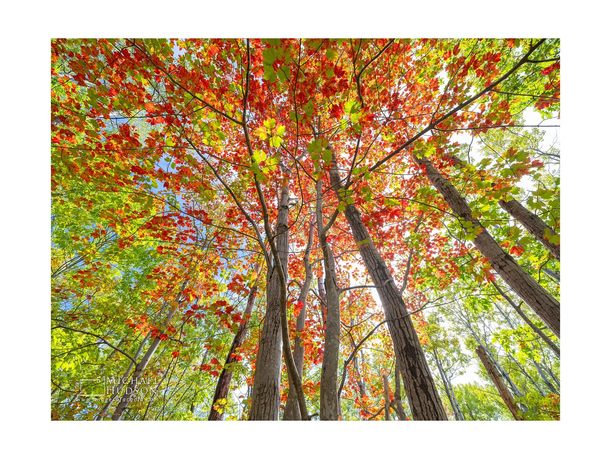 Upwards IV/ Limited Edition Print No. 2S5-2263