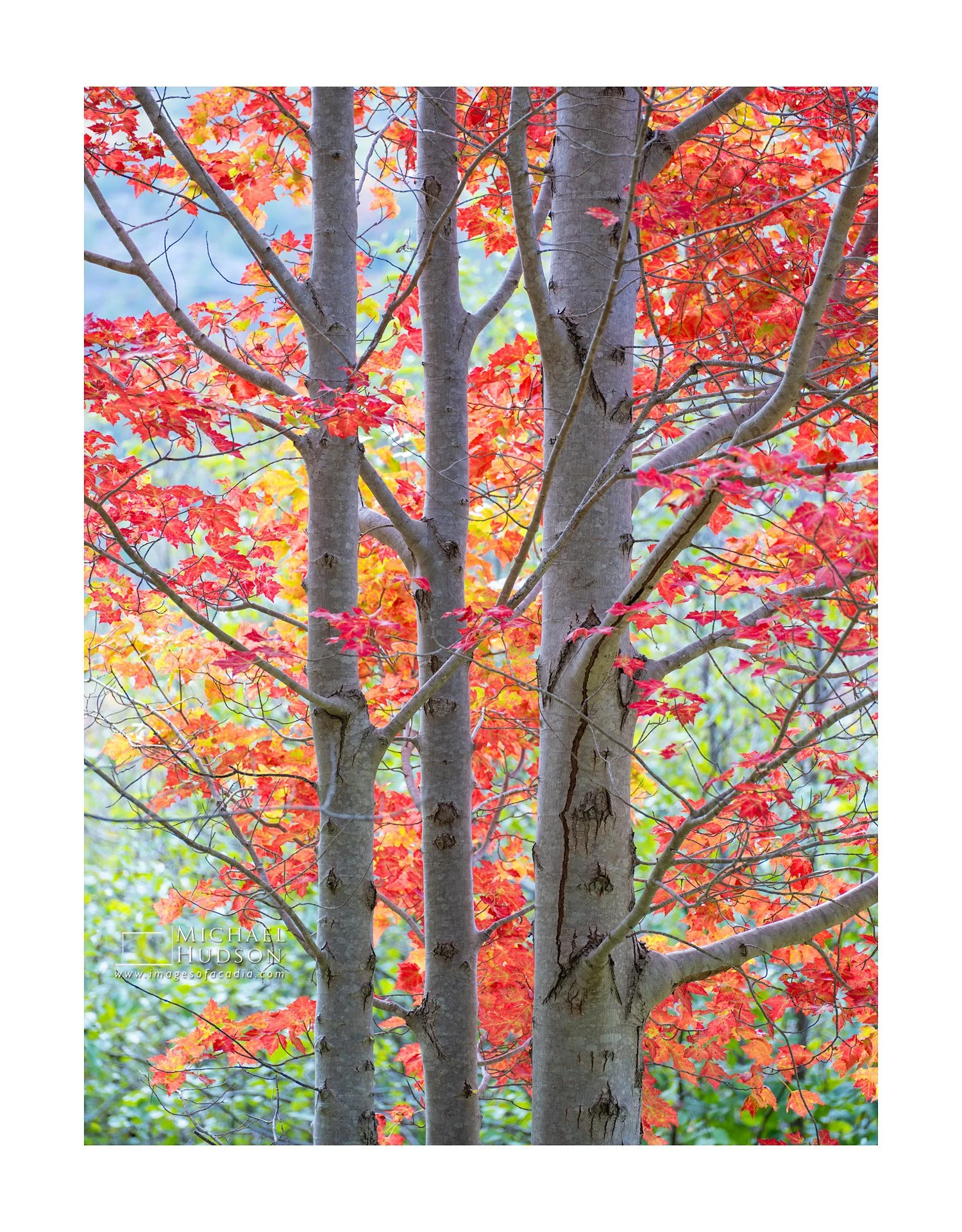 Great Meadow Maple/ Limited Edition Print No. 2S5-2294